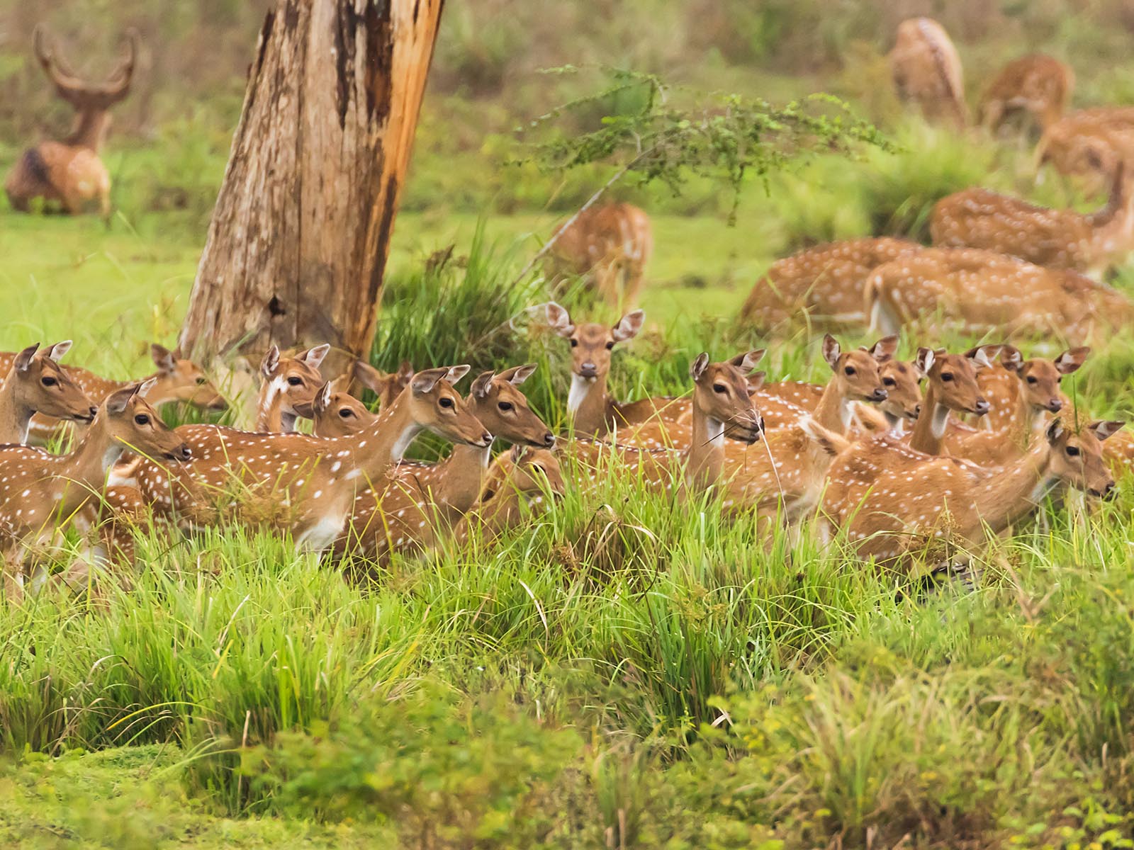 Spotted deer in a national park in Sri Lanka