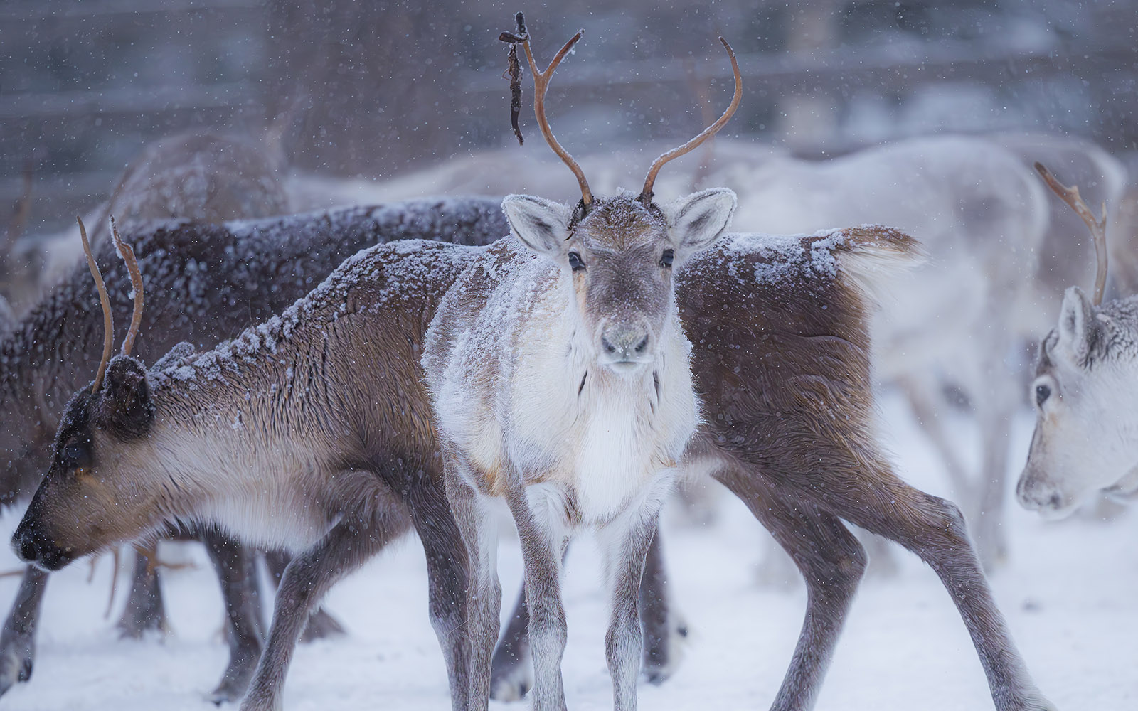 Reindeer, with hides covered in snow, cluster together in an enclosure in Finnish Lapland 