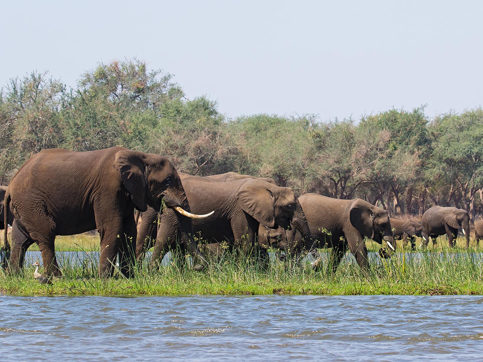 Elephants browsing on a small island in the Zambezi River; photograph taken in Lower Zambezi National Park from a boat safari in Zambia by Wildlife & Wilderness