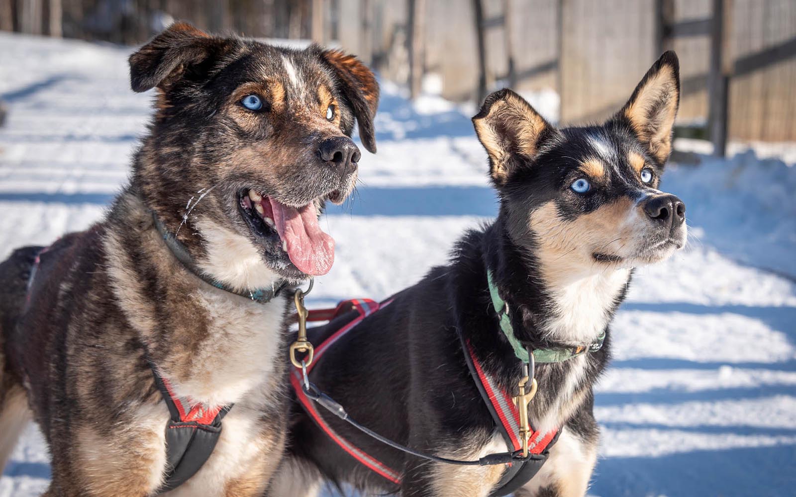 Image shows two harnessed huskies ready to run on a dog sled safari in Levi with Polar Lights Tours, Lapland, photograph
