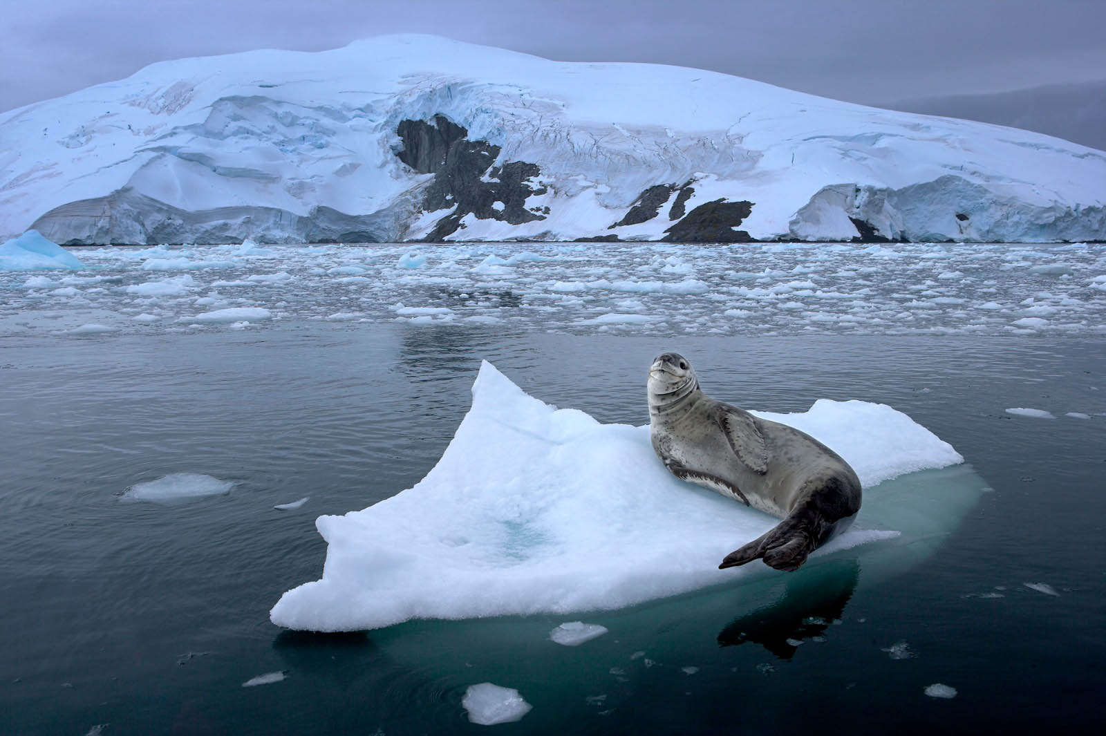 Seal hauled out on a small iceberg, Antarctica