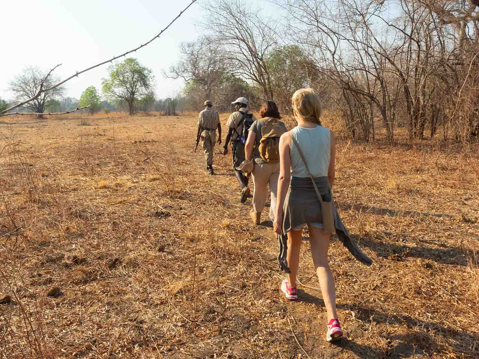Guides and guests walking in the African bush in South Luangwa National Park; photograph of a walking safari in Zambia - Wildlife & Wilderness