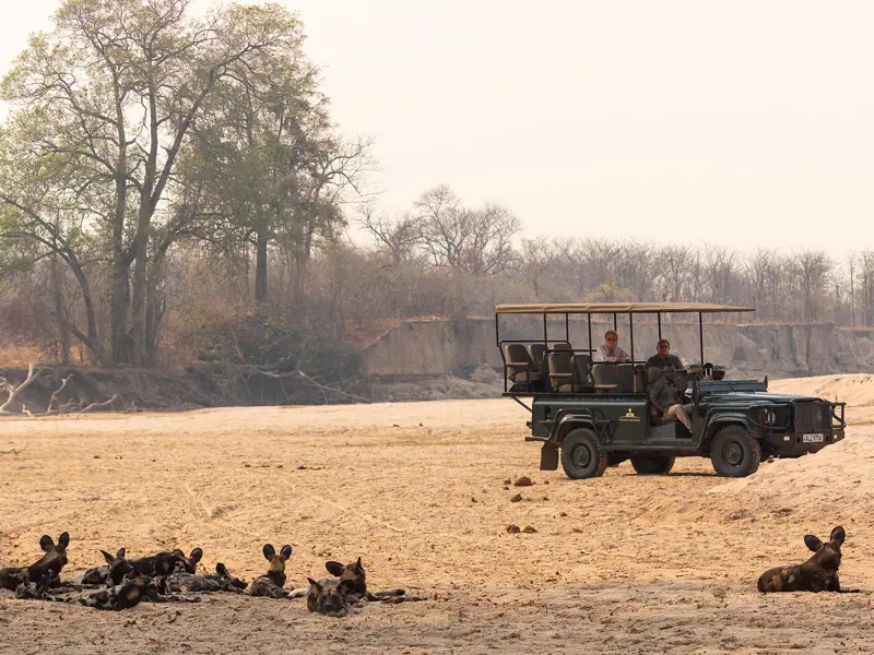 Guests in a safari vehicle observing African wild dogs, or painted wolves, in shade on a dry riverbed, South Luangwa National Park; photograph taken on safari in Zambia by Wildlife & Wilderness