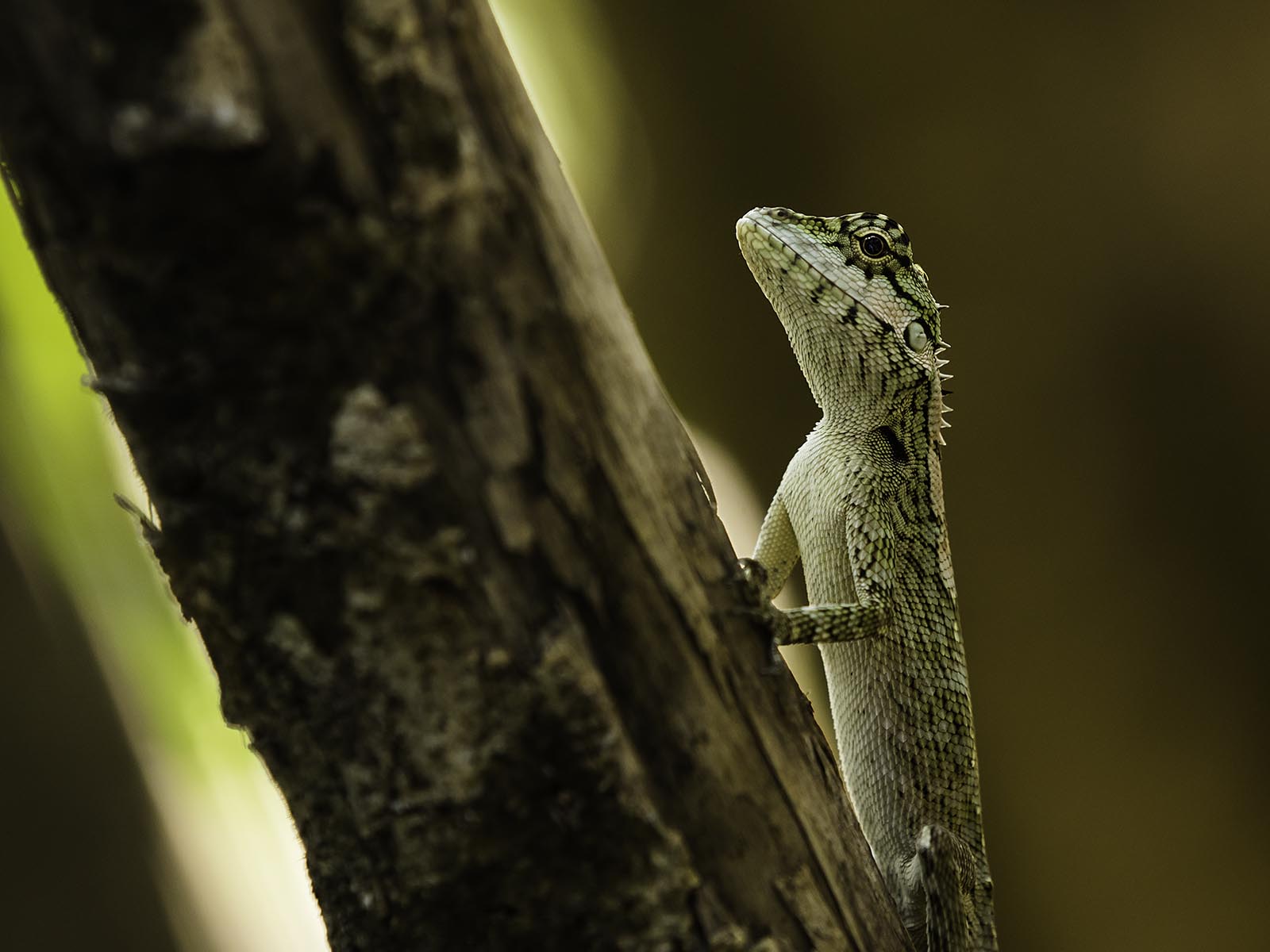 Lizard in Wasgamuwa National Park, Sri Lanka