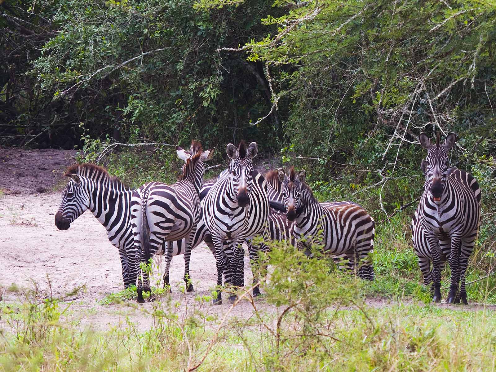 A small herd of zebra in shade at Lake Mburo National Park; photograph taken on safari in Uganda - Wildlife & Wilderness