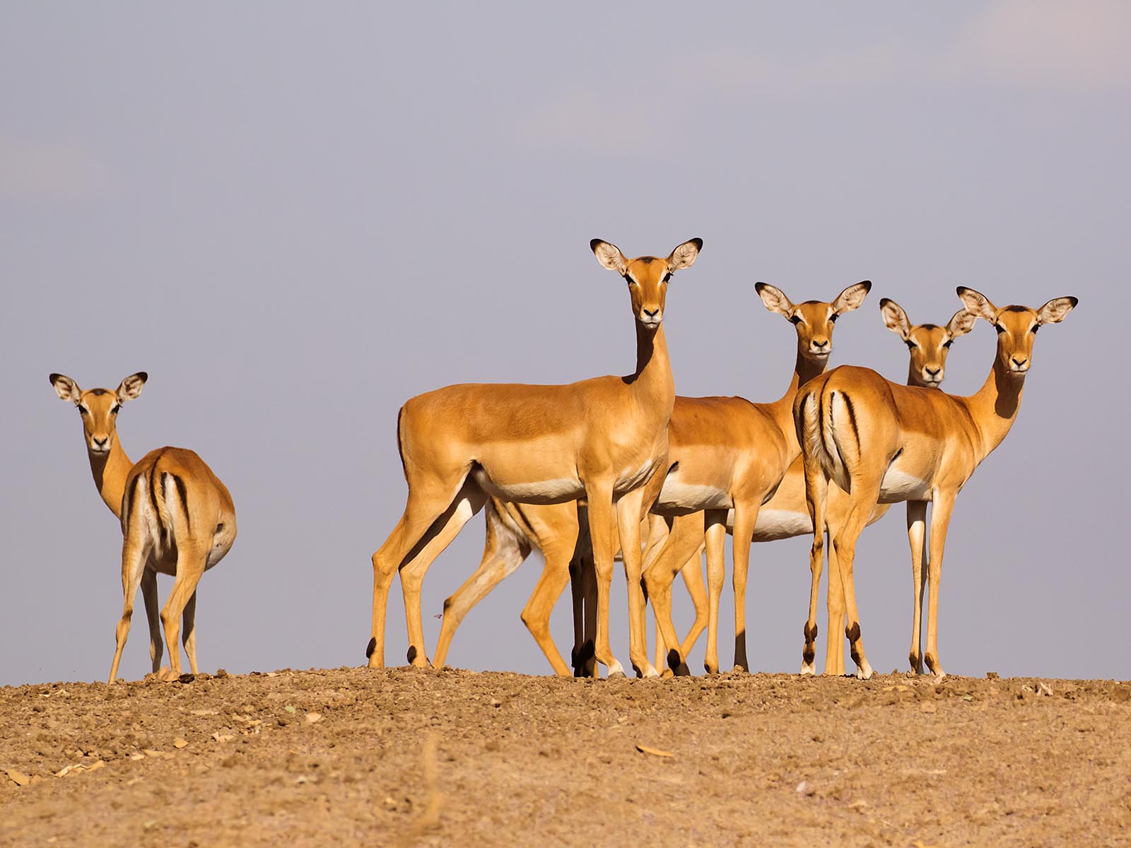 Impala on top of the river bank, South Luangwa National Park; photograph taken on safari in Zambia by Wildlife & Wilderness
