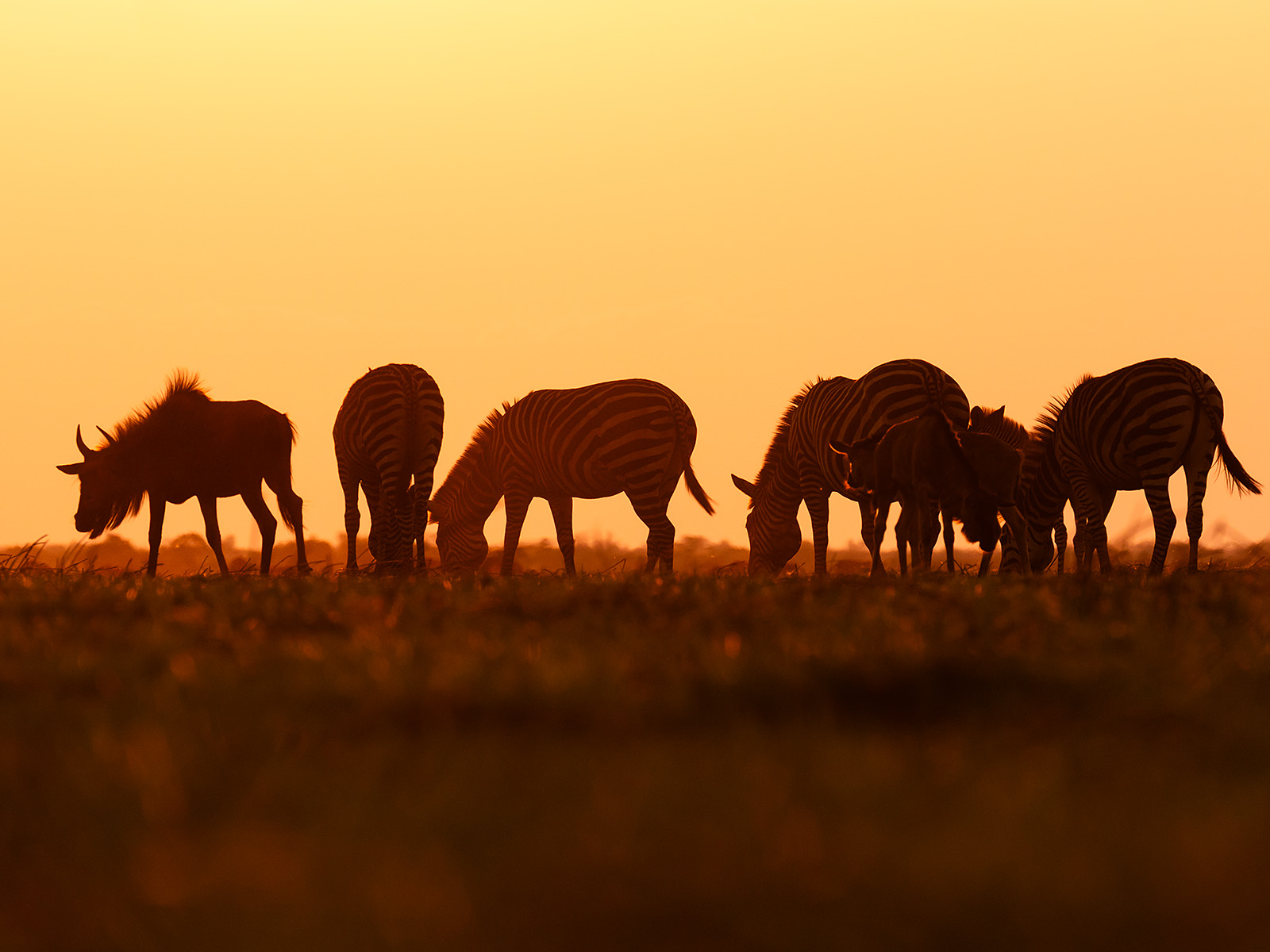 Zebras and wildebeest at sunset on Busanga Plains, Kafue National Park; photograph taken on safari in Zambia by Wildlife & Wilderness
