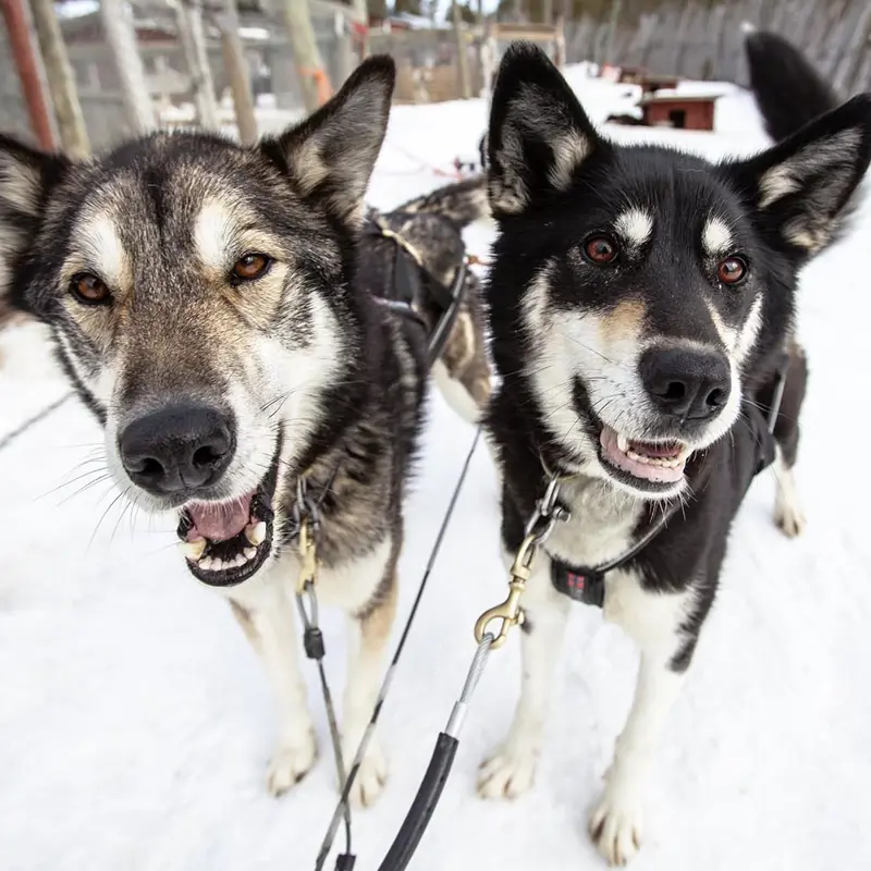 Two harnessed huskies with their mouth open wait patiently at the kennels for the husky safari to begin.