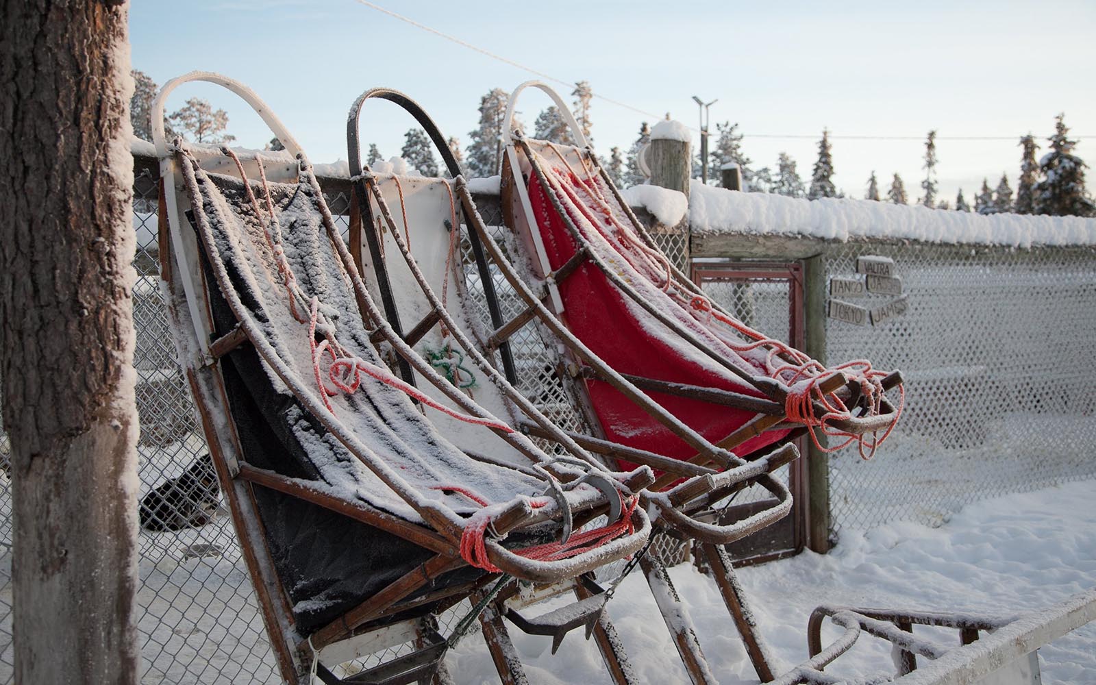 three dog sleds dusted with snow lean upright against a snow covered fence at the Harriniva Arctic Dog Sled Centre in Lapland 