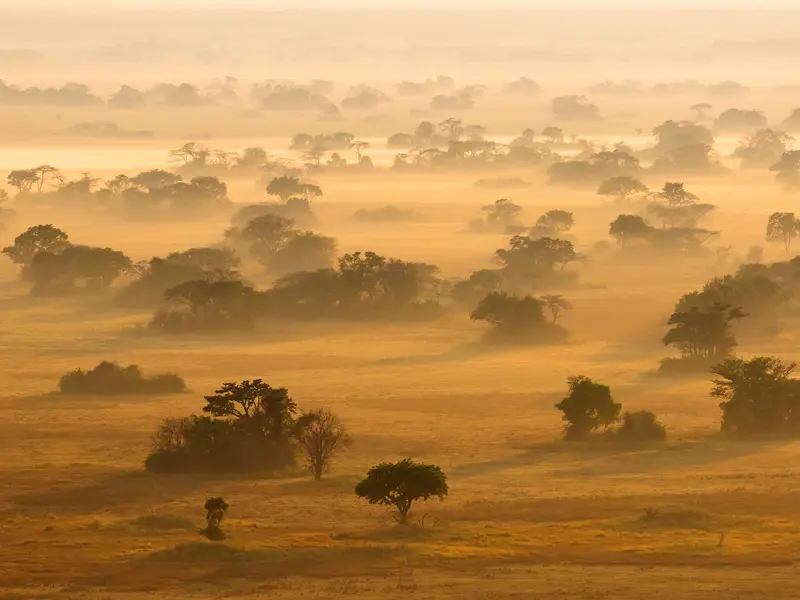 Aerial view of morning mist and trees on Busanga Plains, Kafue National Park; photograph taken on safari in Zambia by Wildlife & Wilderness