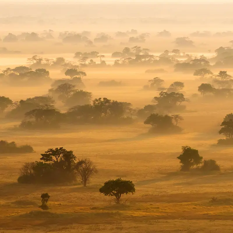 Aerial view of morning mist and trees on Busanga Plains, Kafue National Park; photograph taken on safari in Zambia by Wildlife & Wilderness