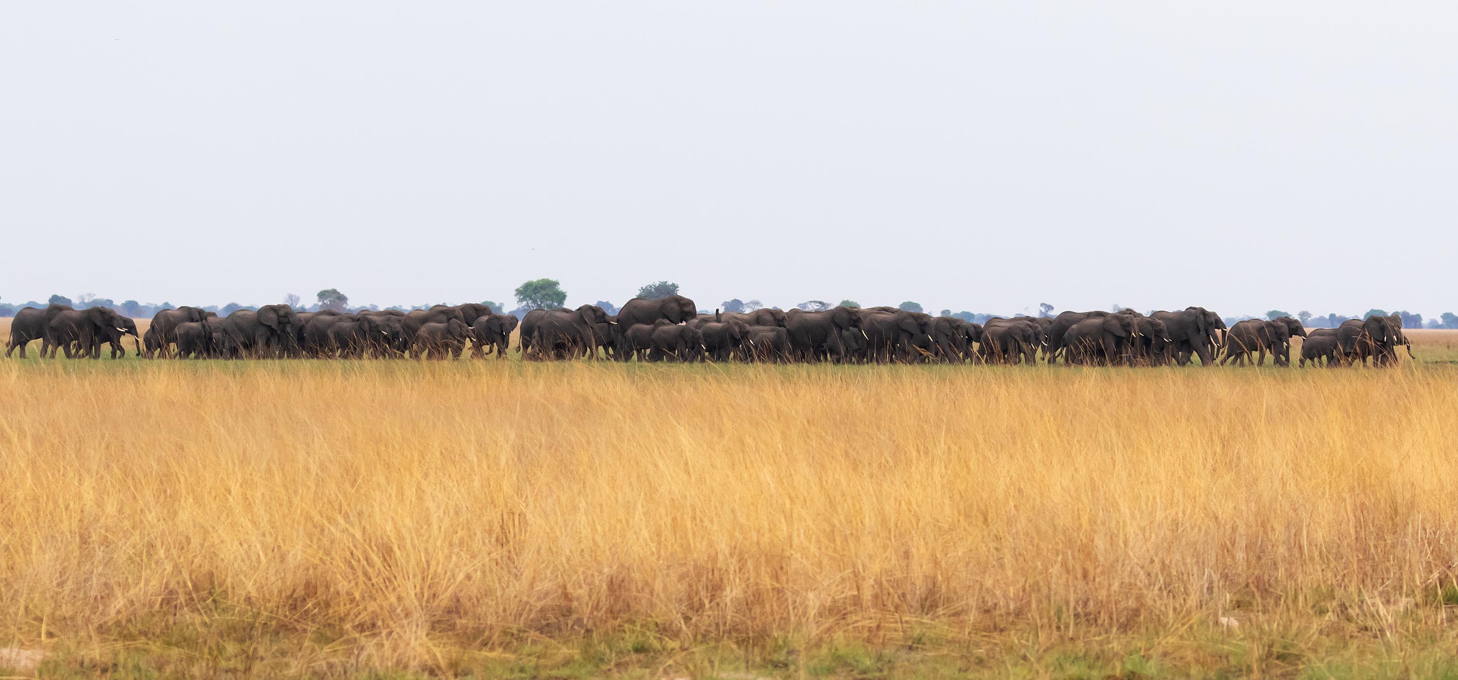 Huge herd of elephants crossing Busanga Plains, Kafue National Park; photograph taken on safari in Zambia by Wildlife & Wilderness