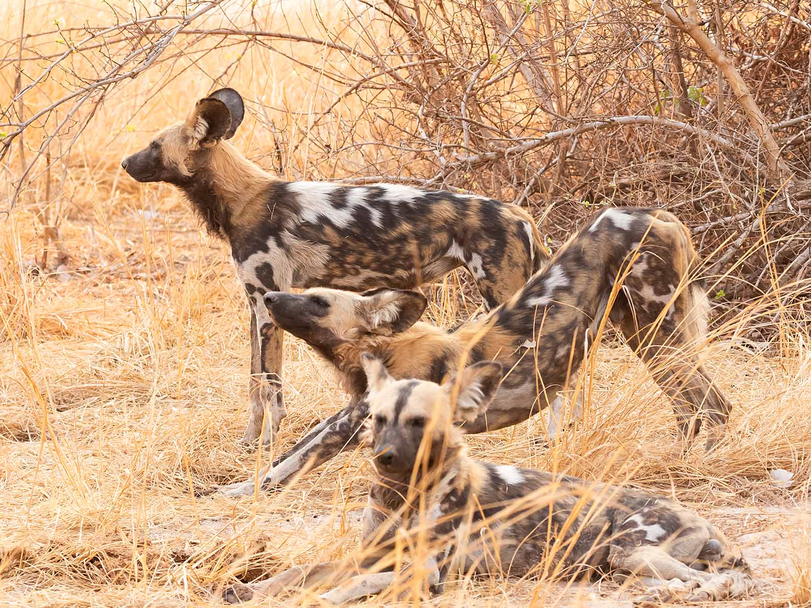 Three African wild dogs, or painted wolves, standing, stretching and lying down in South Luangwa National Park; photograph taken on safari in Zambia by Wildlife & Wilderness
