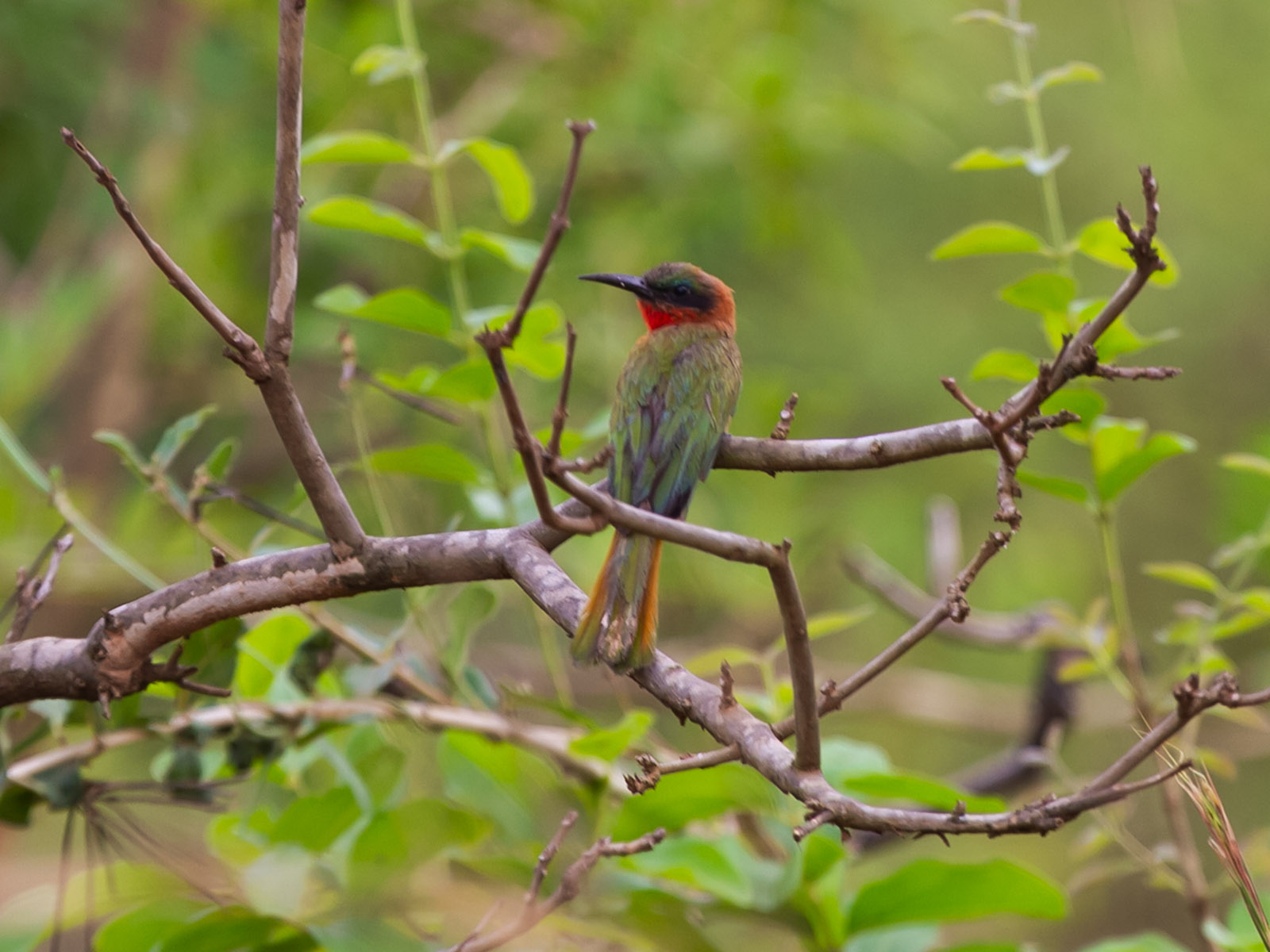Red-throated bee-eater sitting on a branch; photograph taken on safari birdwatching in Uganda - Wildlife & Wilderness