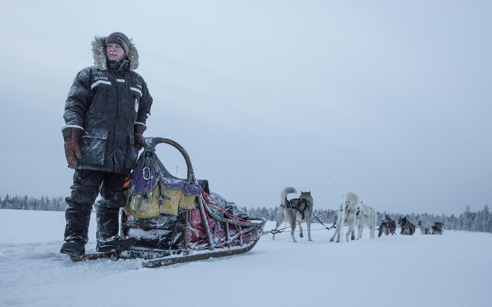 A dog musher with his team of huskies stands on the sled rails and looks back into the distance on a snow covered frozen lake