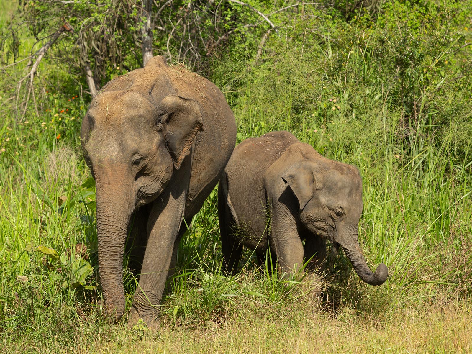 elephants grazing in Sri Lanka