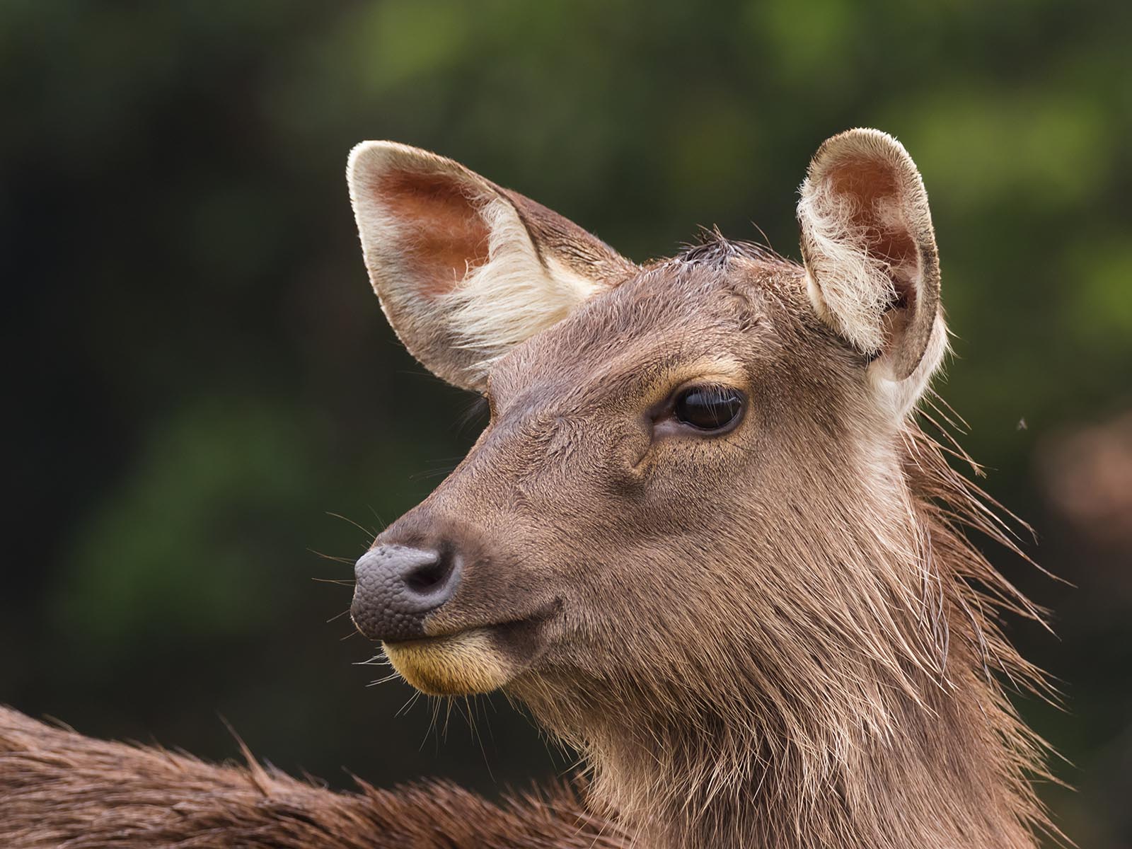 Sambar deer in Horton Plains National Park, Sri Lanka