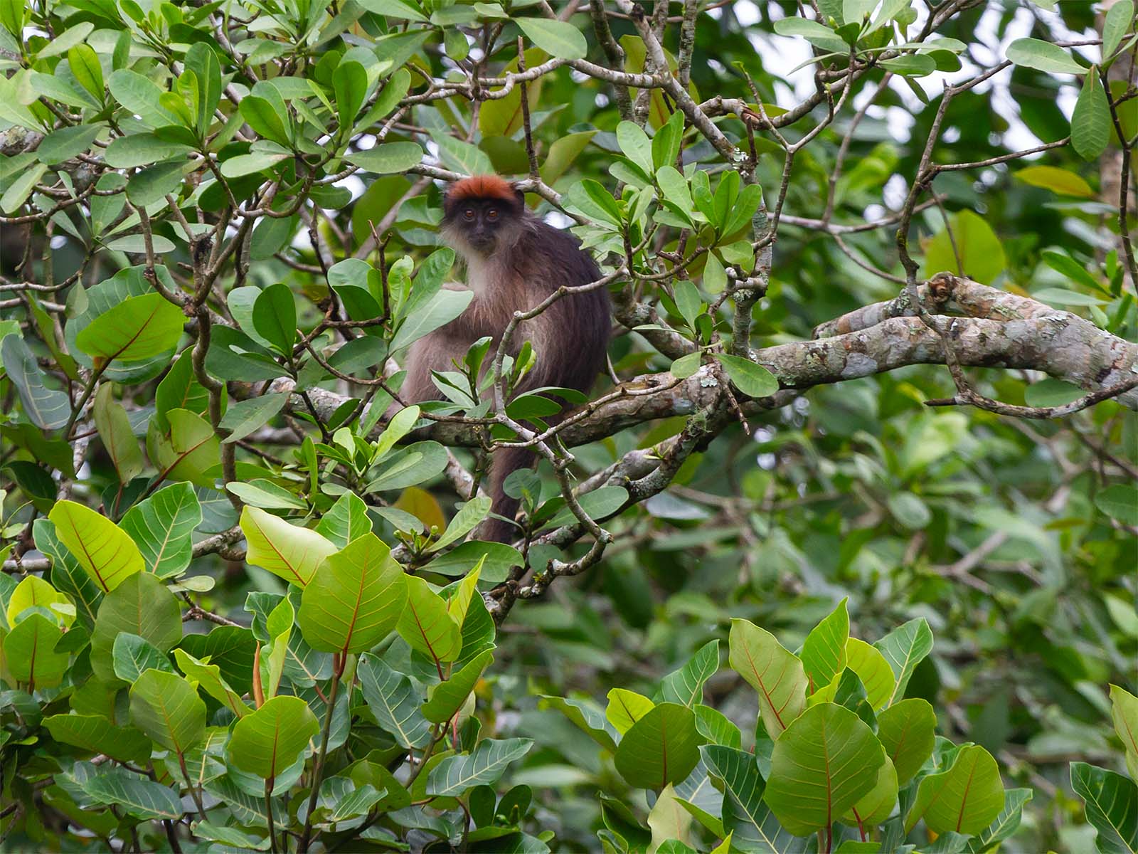 Uganda red colobus monkey in a tree; photograph taken on safari in Uganda - Wildlife & Wilderness