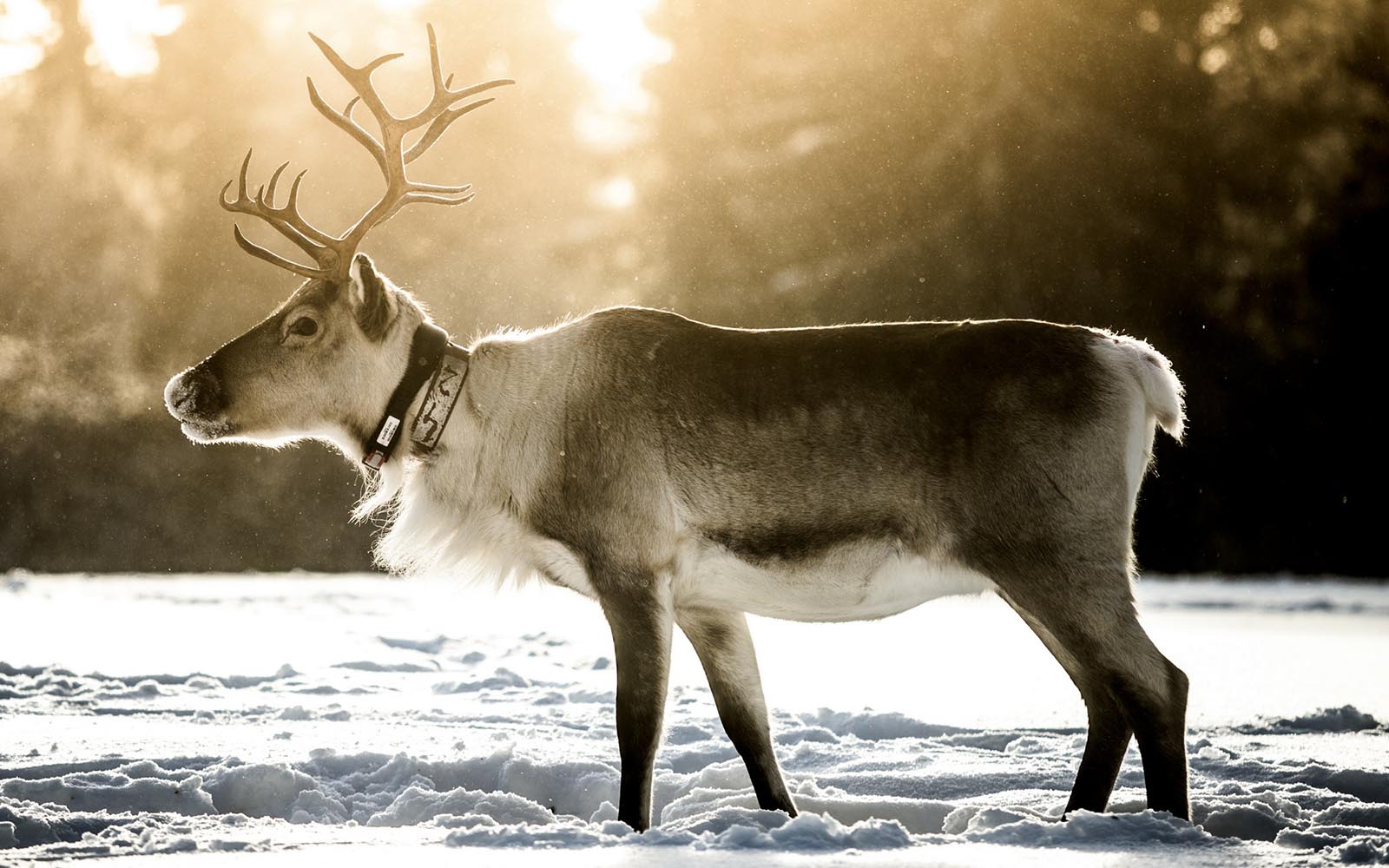 A reindeer with a collar on stands sideways in the snow at a reindeer farm near Ruka, Finland. 