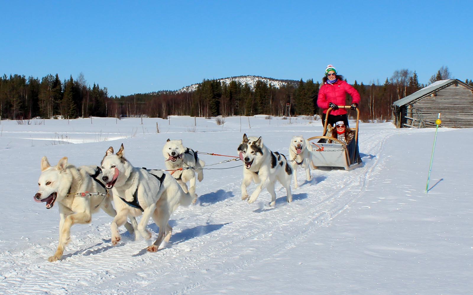 A pack of 5 huskies pulls a sled along a snowy trail during a husky safari in Ruka, Finland