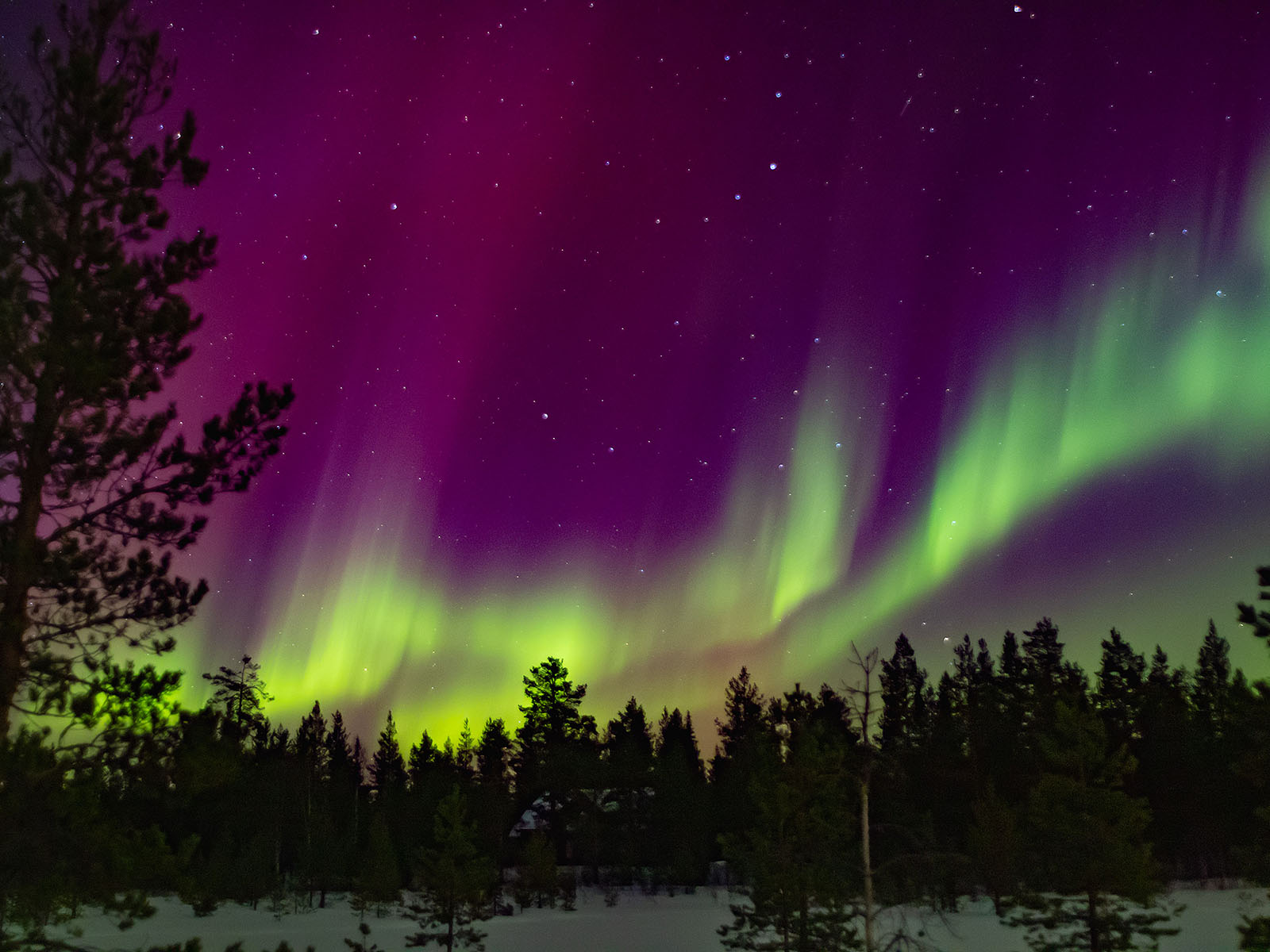 Purple Auroras with green fringes fill the sky over Yllas in Finnish Lapland 