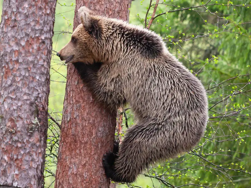 A European brown bear cub clings onto a tree trunk in the taiga forests of Kajaani in Eastern Finland