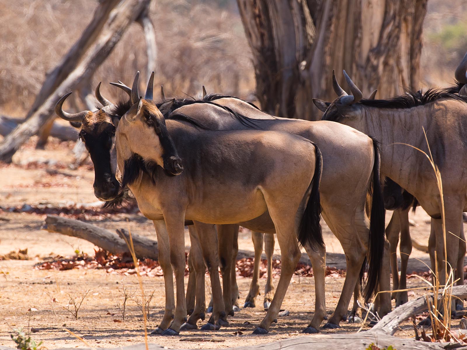 Small herd of Cookson's wildebeest standing in South Luangwa National Park, photograph taken on safari in Zambia by Wildlife & Wilderness