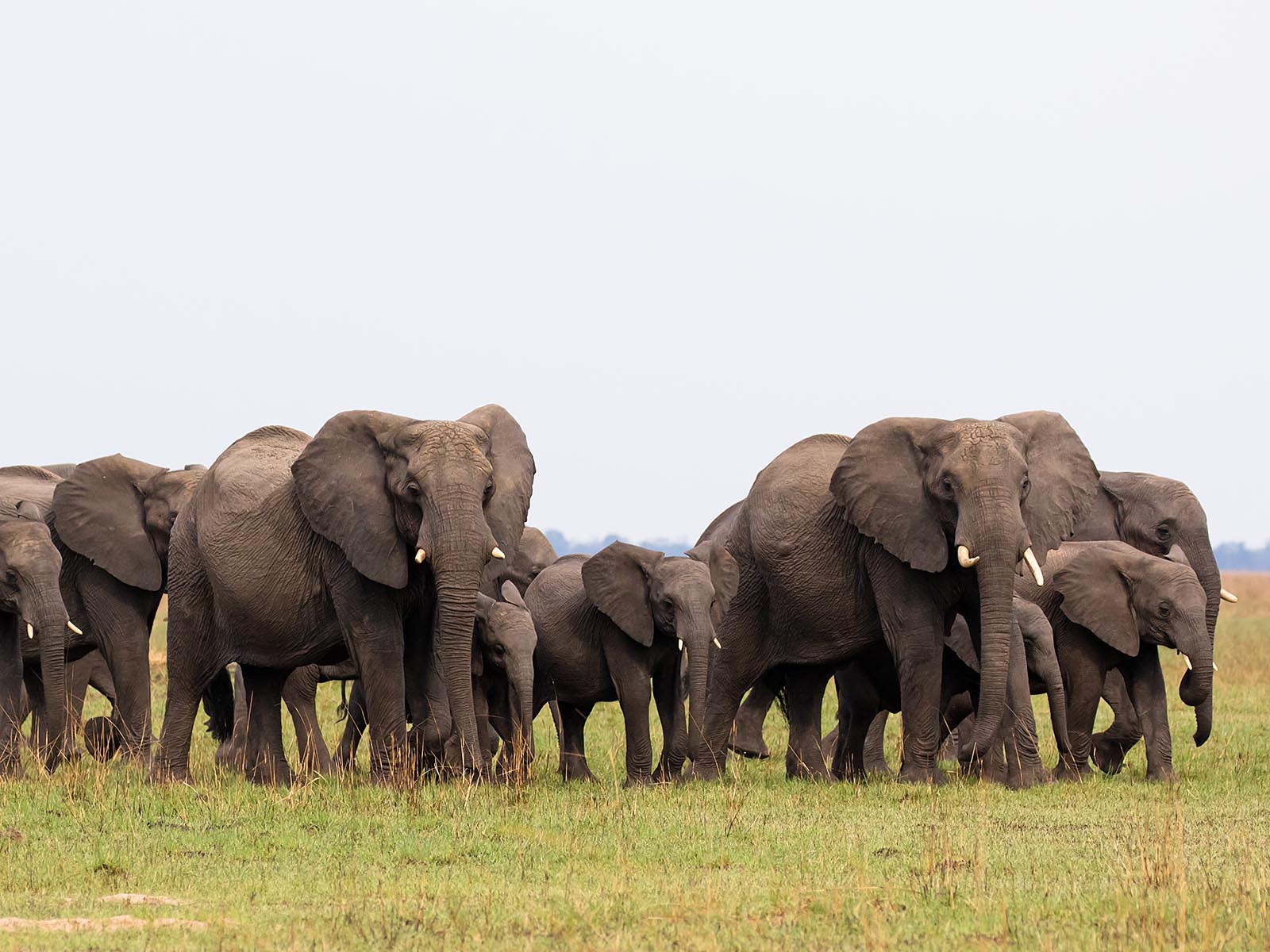 Large herd of elephants on Busanga Plains, Kafue National Park; photograph by Wildlife & Wilderness on safari in Zambia