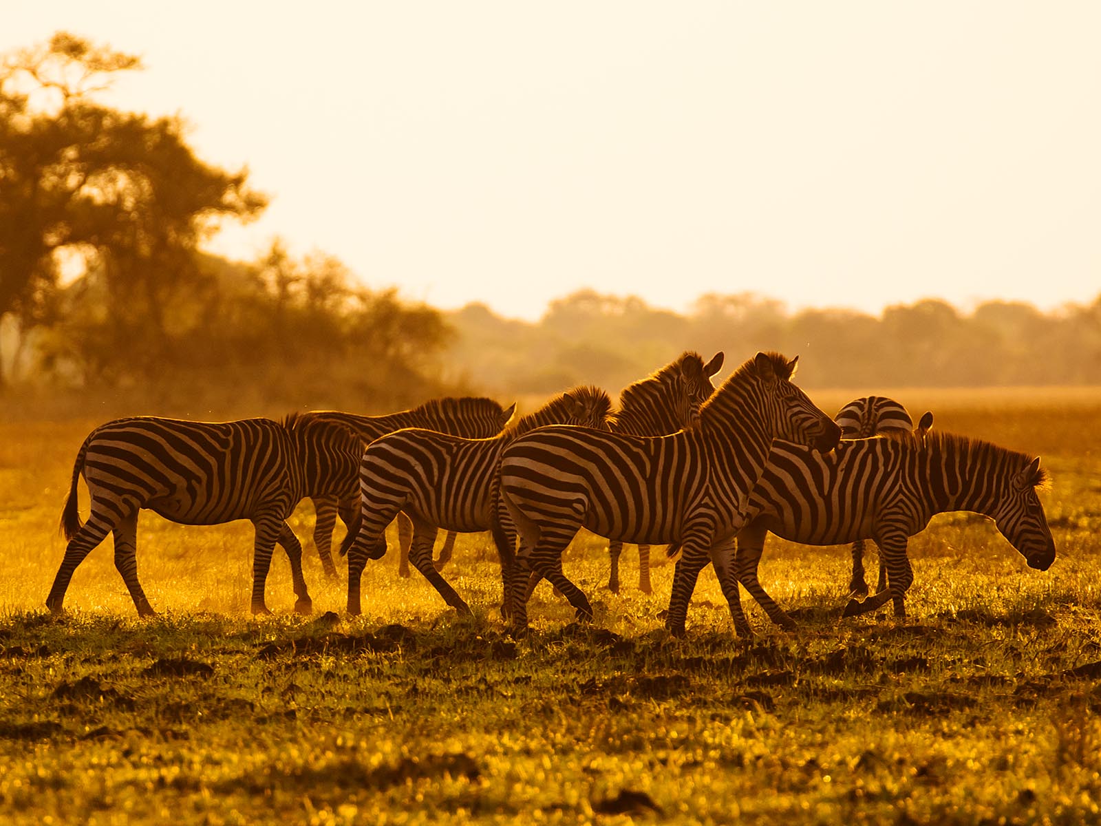 Zebras at sunset on Busanga Plains, Kafue National Park; photograph taken on safari in Zambia by Wildlife & Wilderness