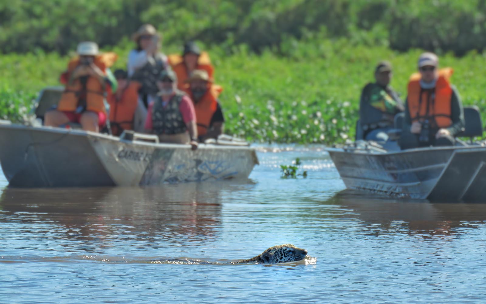 Activities from Aymara Lodge include boat trips on the river, in this image with a jaguar swimming, Pantanal, Brazil