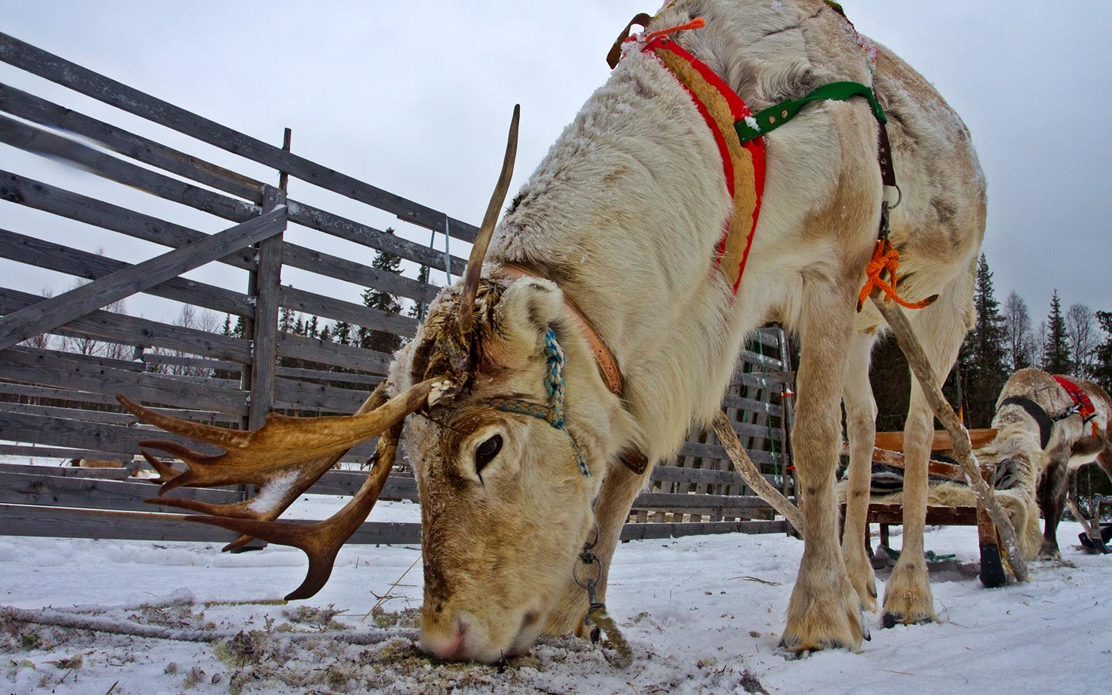 A harnessed reindeer eats lichen from the snow covered ground next to the fence at a reindeer farm in Finnish Lapland