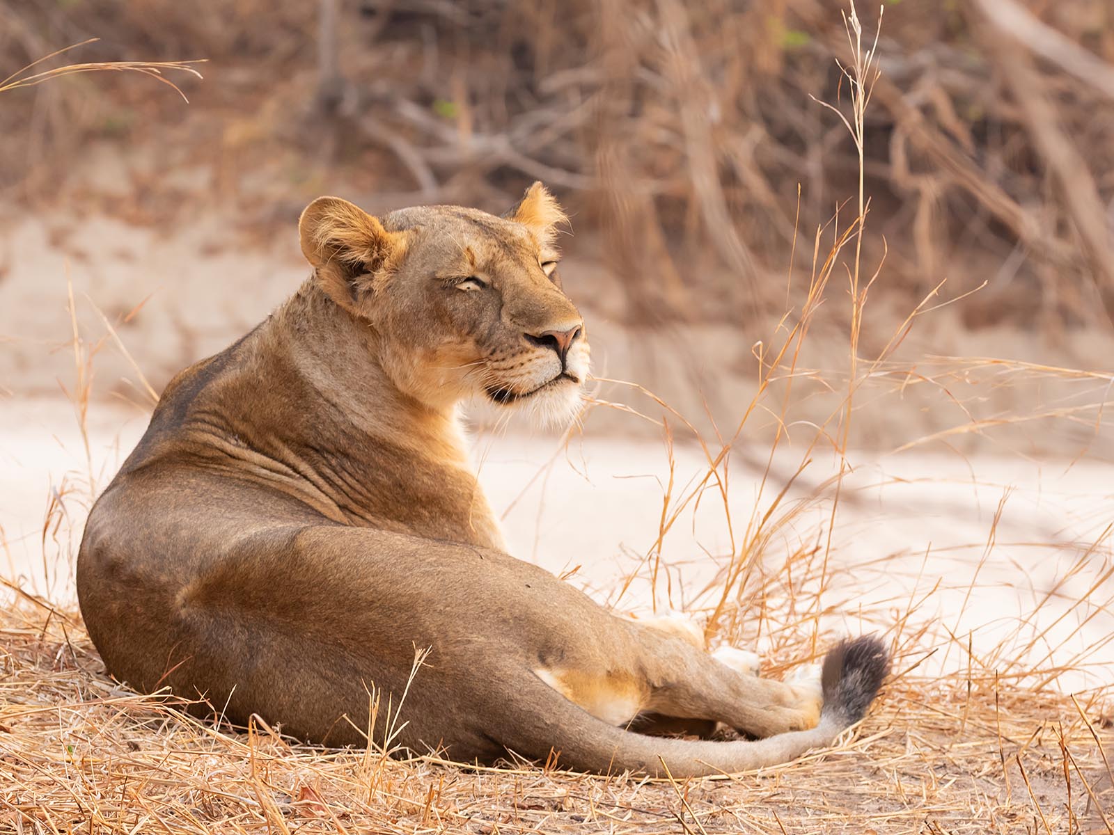 Lioness resting in the early morning just outside Nsolo Camp, South Luangwa National Park; photograph taken on safari in Zambia - Wildlife & Wilderness