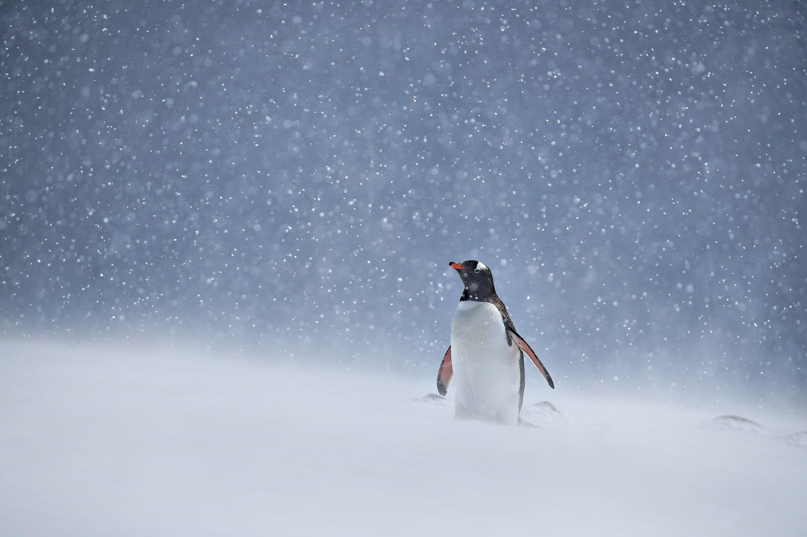 Penguin in heavy snowfall, Antarctica