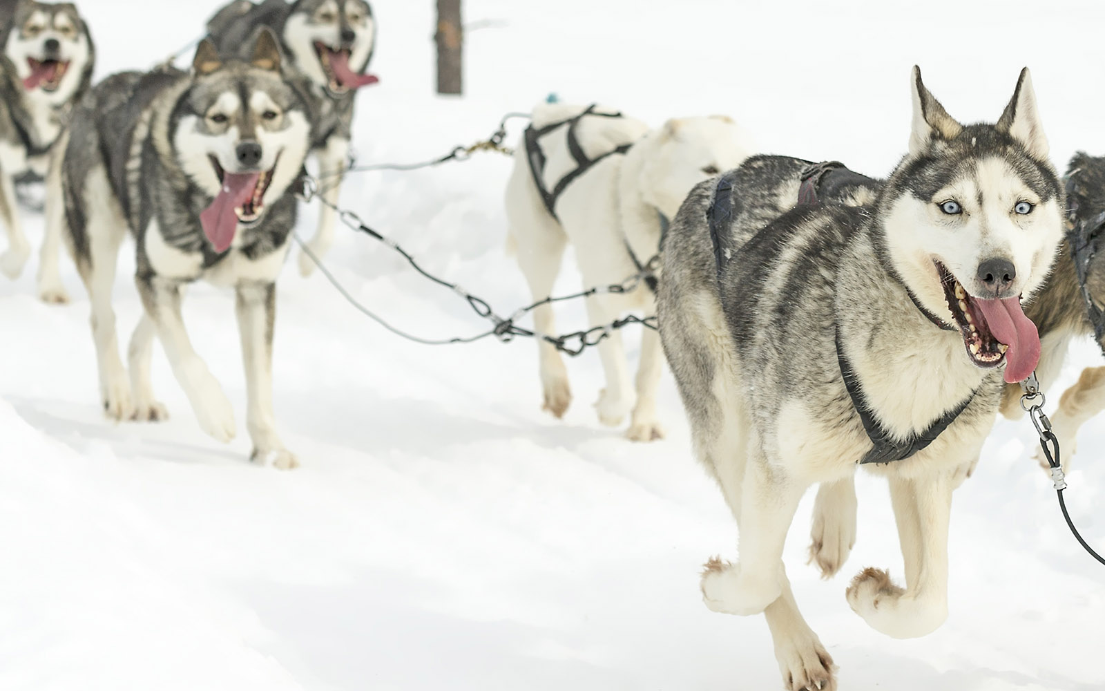 A happy team of harnessed Siberian huskies run with their tongues hanging out during a dog sled safari in the snowy landscapes of Finnish Lapland 
