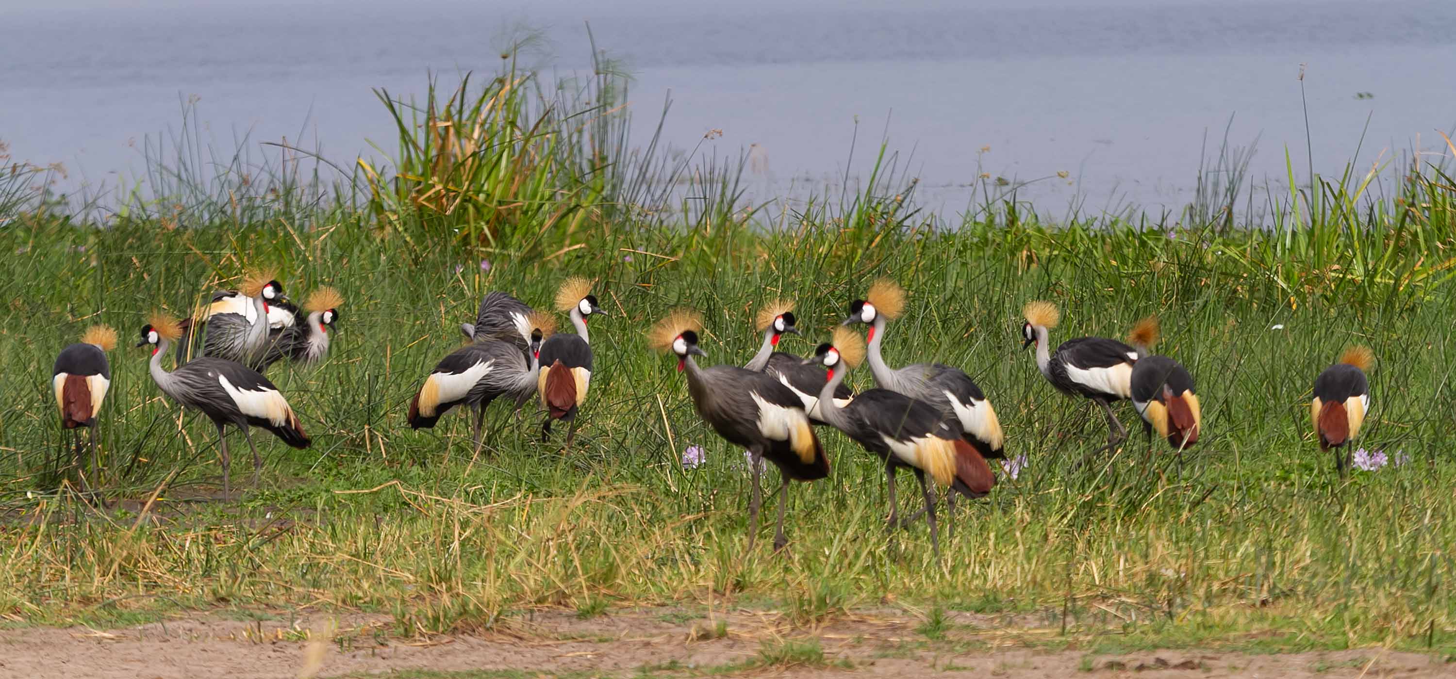 Crowned cranes in Murchison Falls National Park, photograph from a Uganda safari - Wildlife & Wilderness