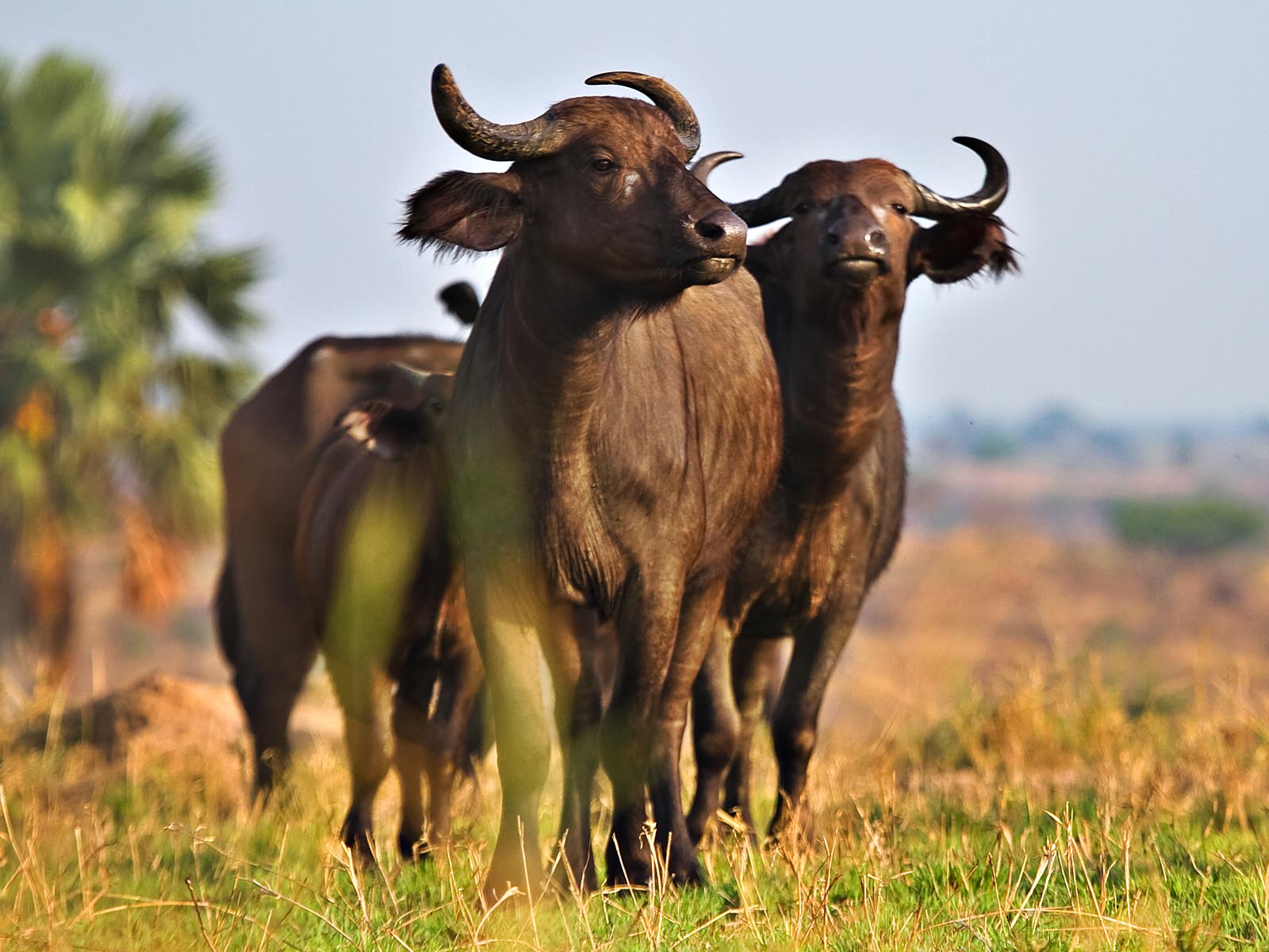 Inquisitive Cape buffalo in Murchison Falls National Park, photograph taken on safari in Uganda - Wildlife & Wilderness