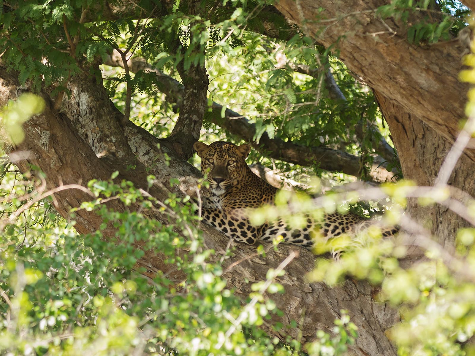 Leopard up a tree in Kumana National Park, Sri Lanka