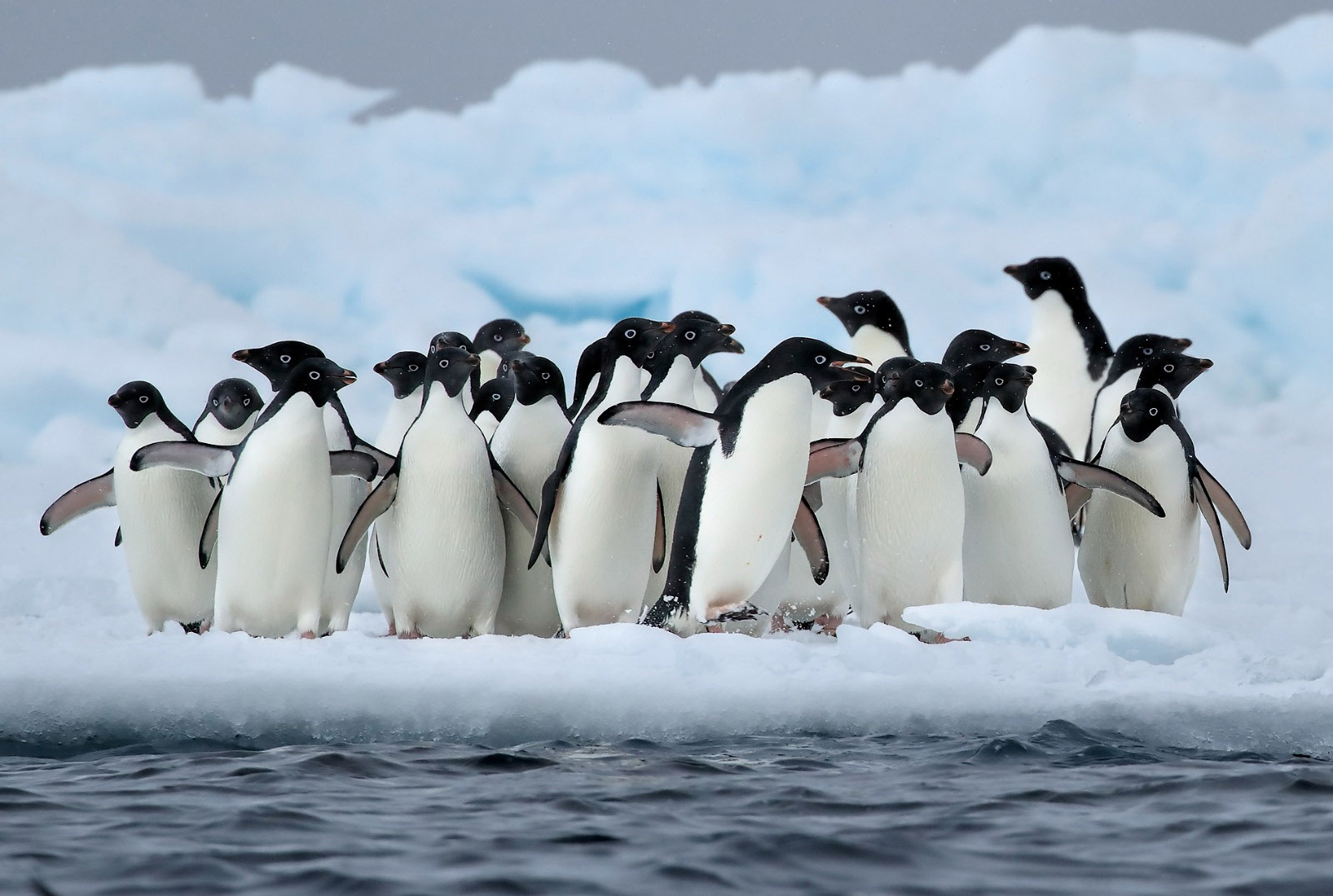 A group of penguins huddle on ice beside the open water, Antarctica