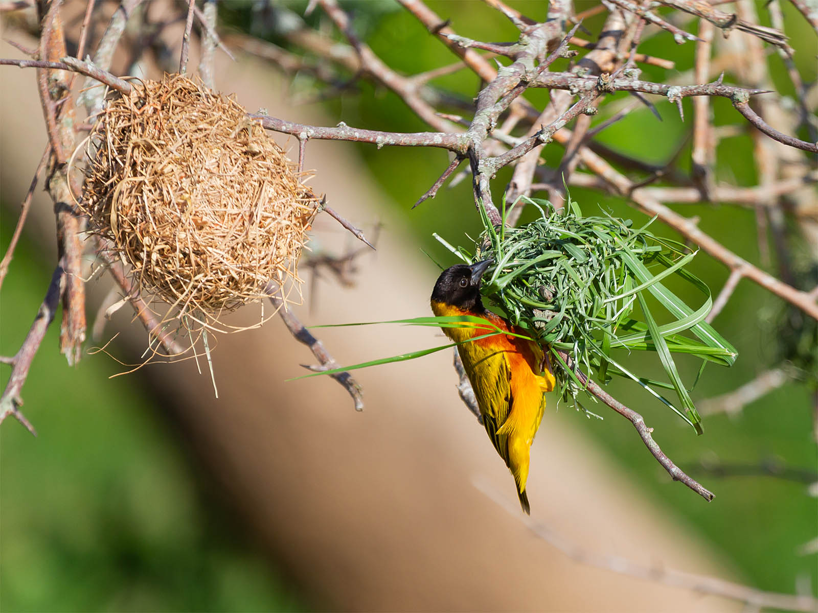 Male black-headed weaver bird building a nest with fresh grass; photograph taken in Uganda birdwatching  - Wildlife & Wilderness