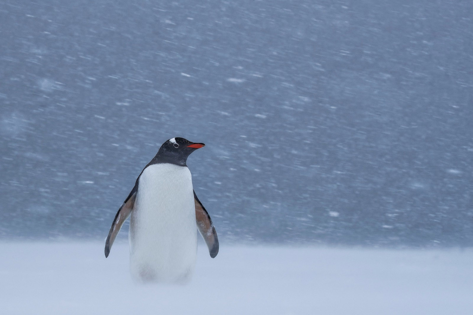 A lone penguin looking out in snowfall, Antarctica