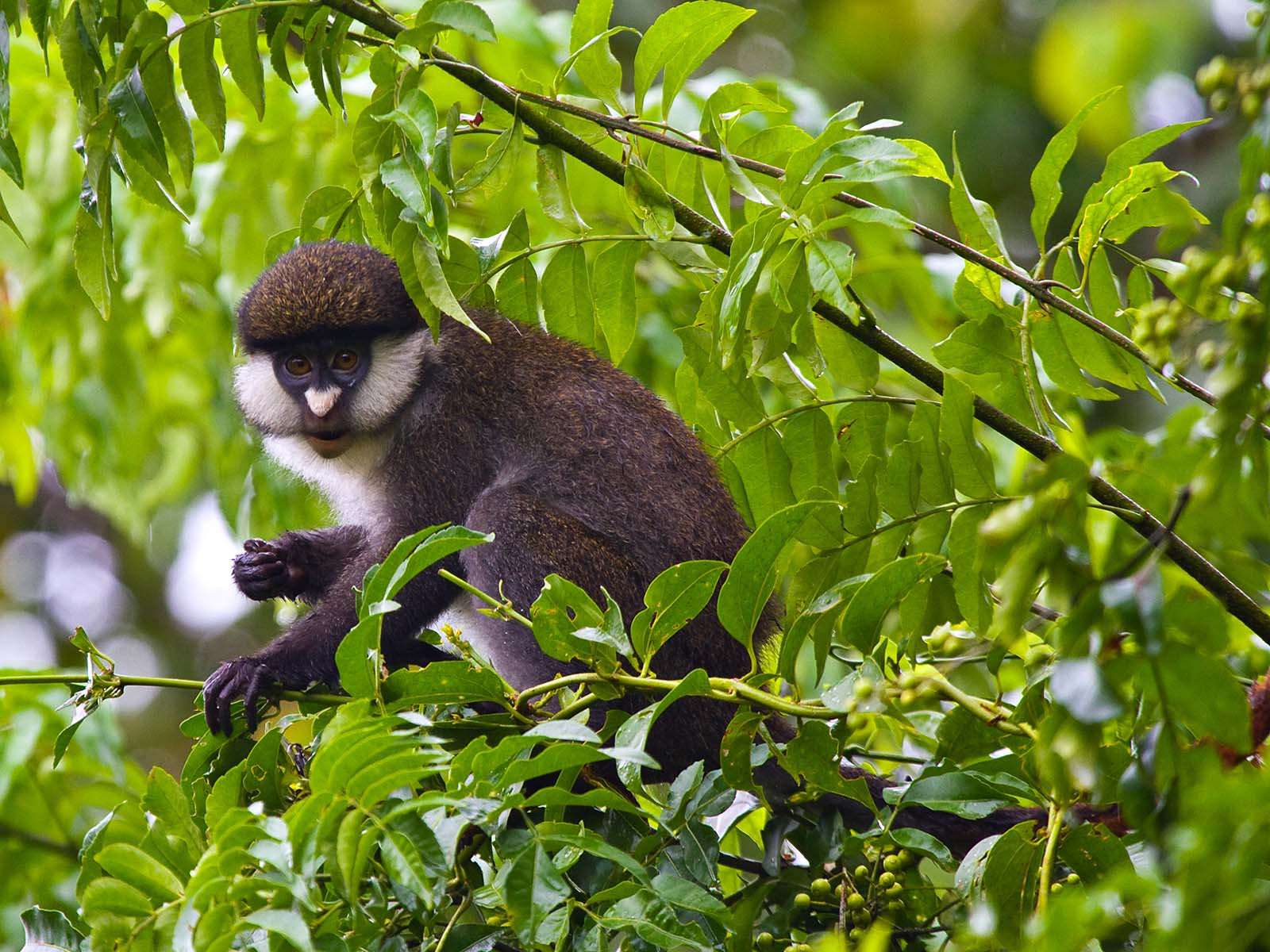 Red-tailed monkey among leaves in Kibale Forest National Park, photograph taken on safari in Uganda - Wildlife & Wilderness