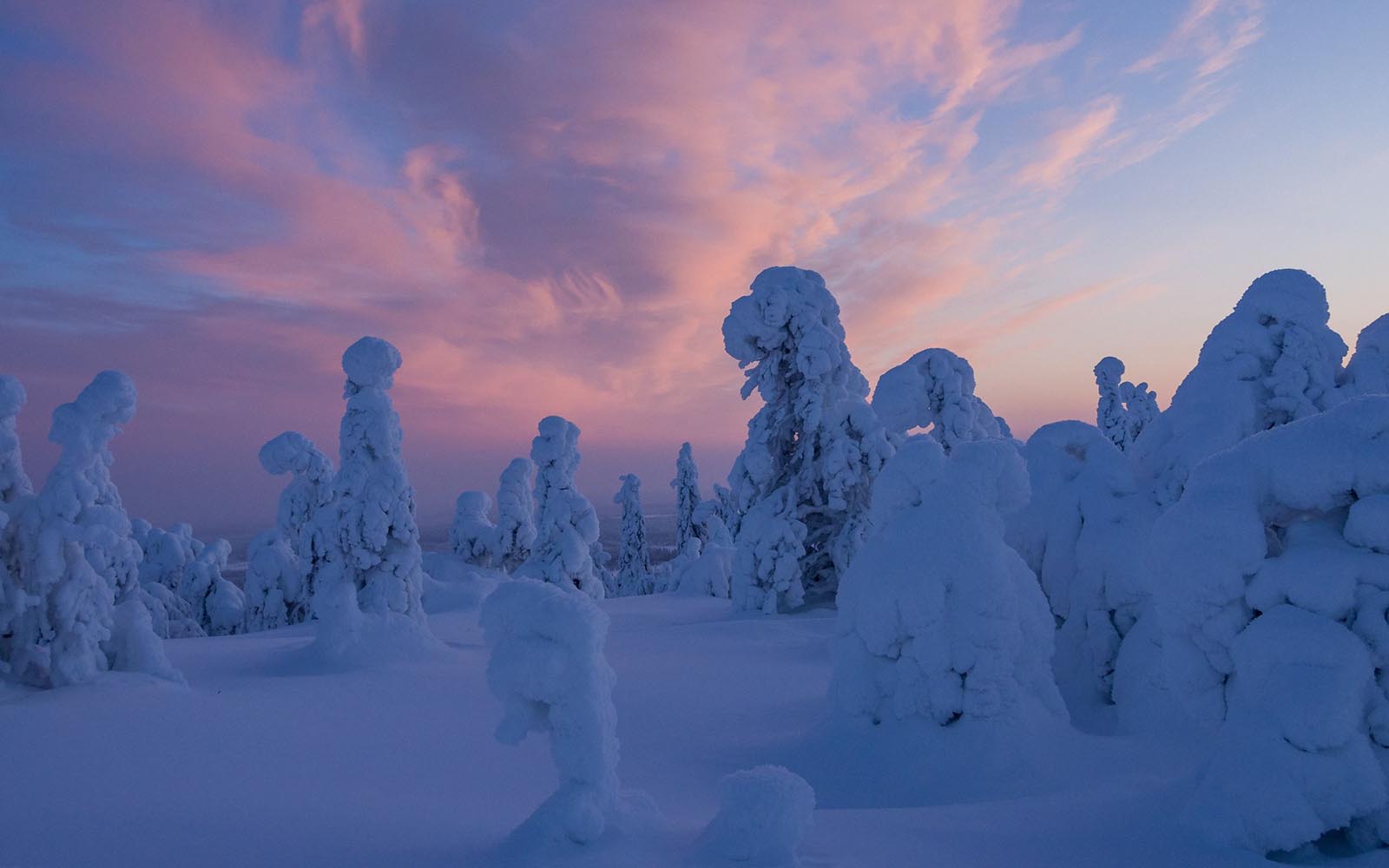 Pink and purple clouds swirl in the polar night sky above snow covered trees in Finnish Lapland 