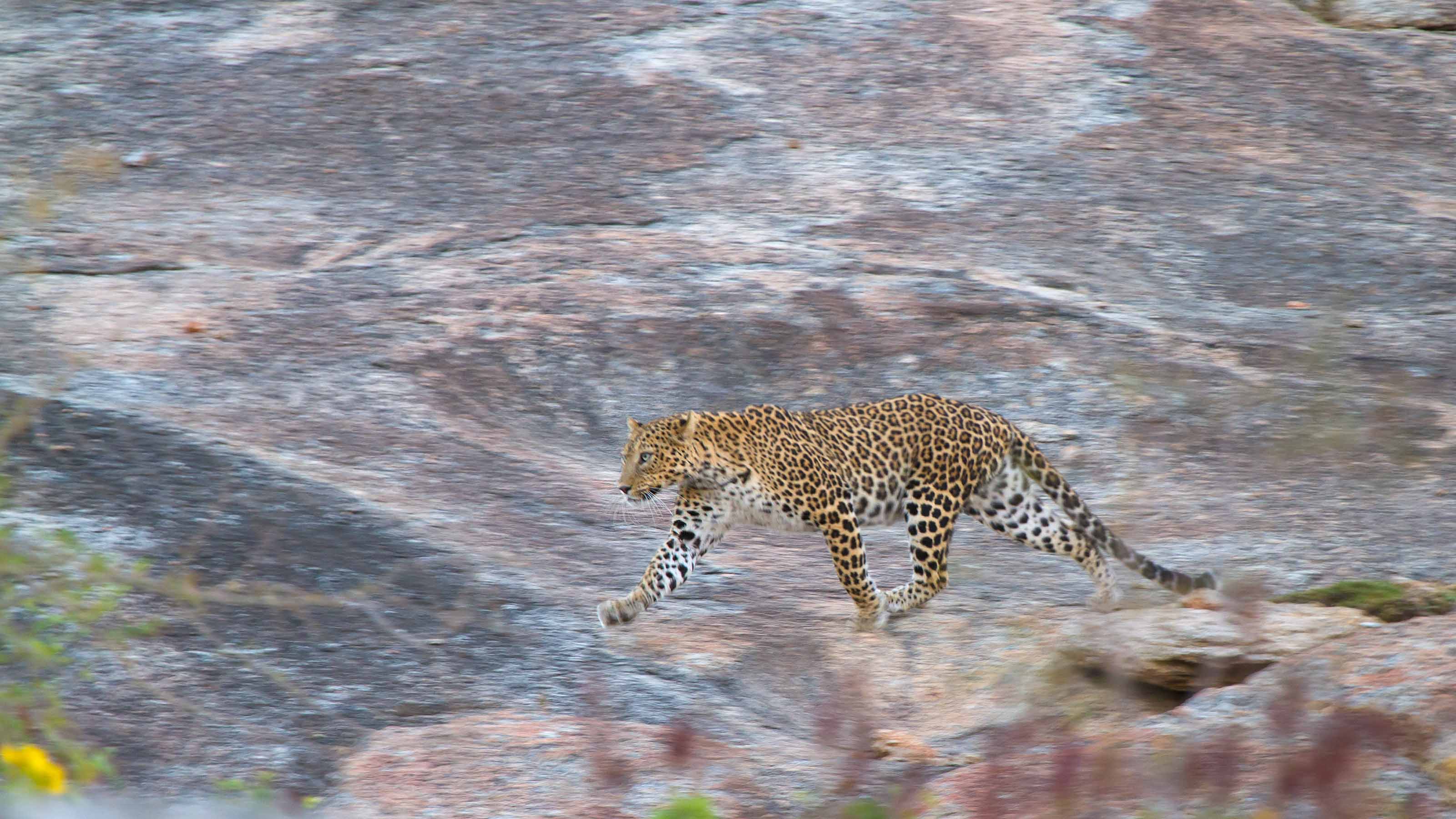 leopard in the Aravalli Hills, Rajasthan, photo by Wildlife & Wilderness