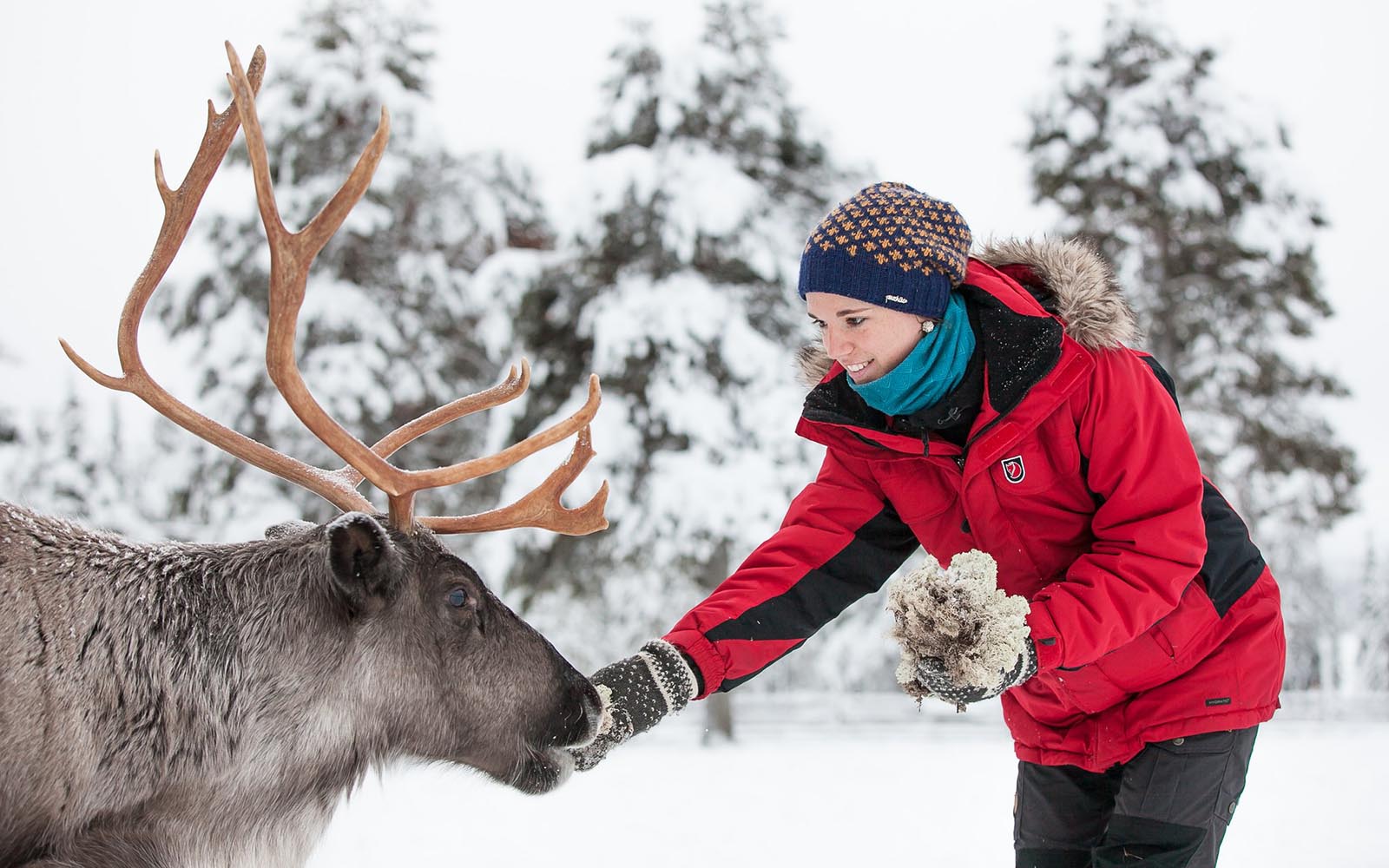 A smiling lady in a red winter coat hand feeds a reindeer from a bunch of lichen in a winter scene