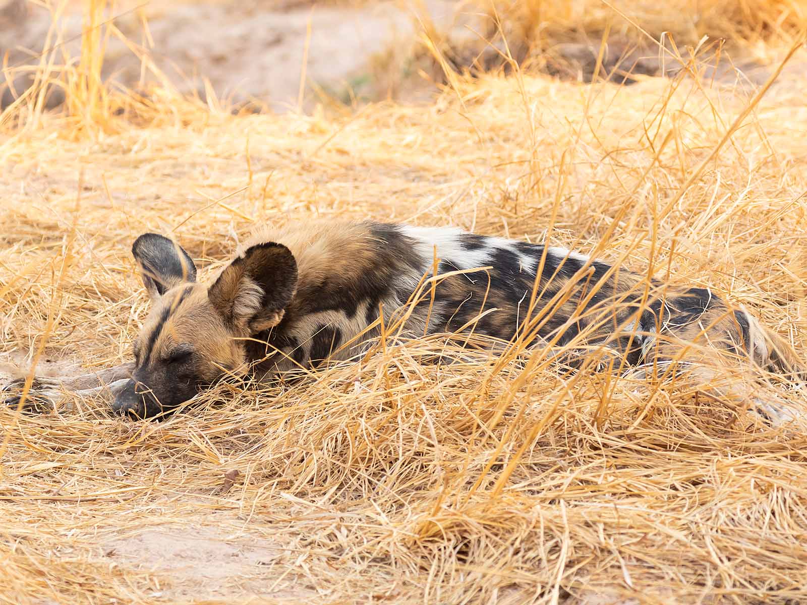 African wild dog, or painted wolf, sleeping in South Luangwa National Park; photograph by Wildlife & Wilderness taken on safari in Zambia
