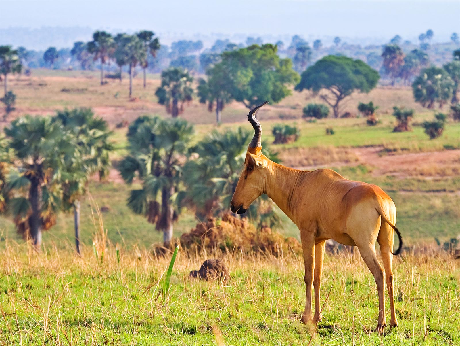 Jackson's hartebeest standing in grasslands with palm trees behind at Murchison Falls National Park, photograph taken on safari in Uganda - Wildlife & Wilderness