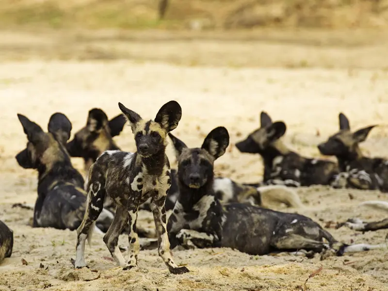 African wild dogs or painted wolves at rest in a dry river bed, South Luangwa National Park; photograph taken on safari in Zambia - Wildlife & Wilderness