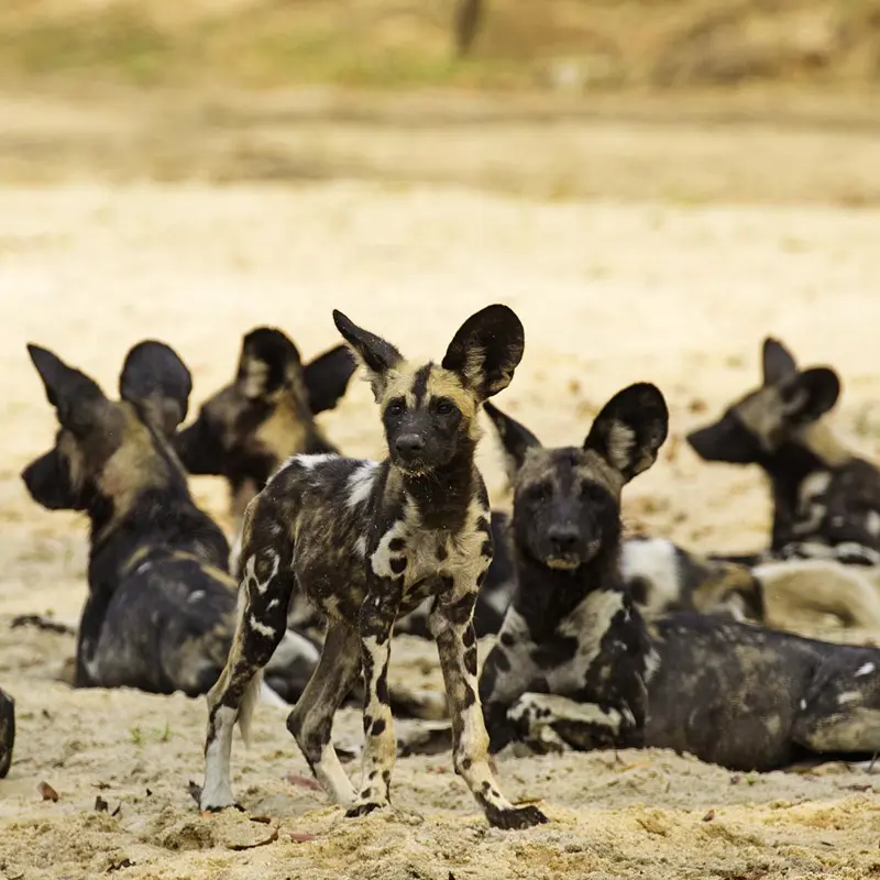 African wild dogs or painted wolves at rest in a dry river bed, South Luangwa National Park; photograph taken on safari in Zambia - Wildlife & Wilderness