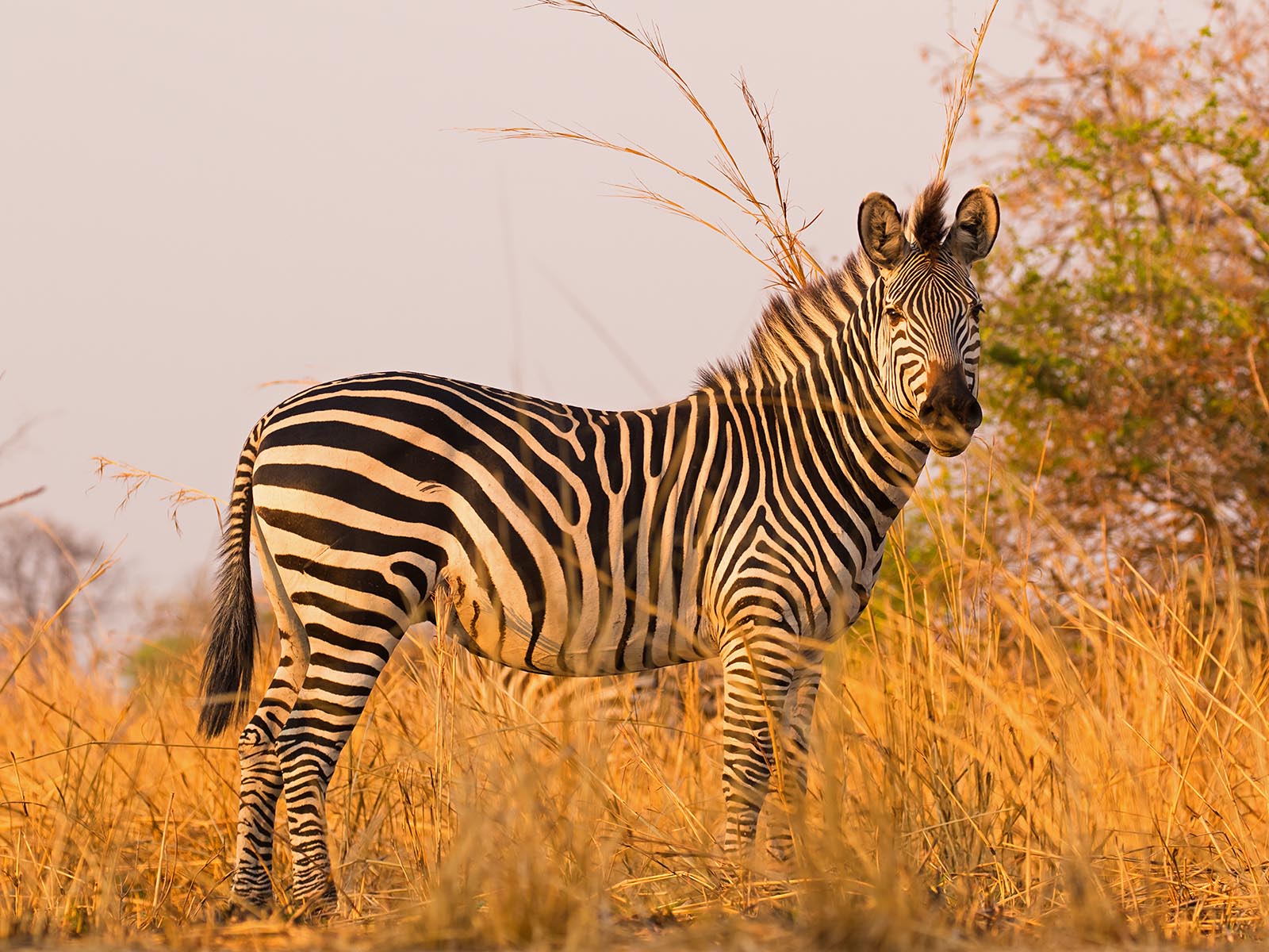 Lone Crayshaw's zebra standing in evening light in South Luangwa National Park; photograph taken on safari in Zambia - Wildlife & Wilderness