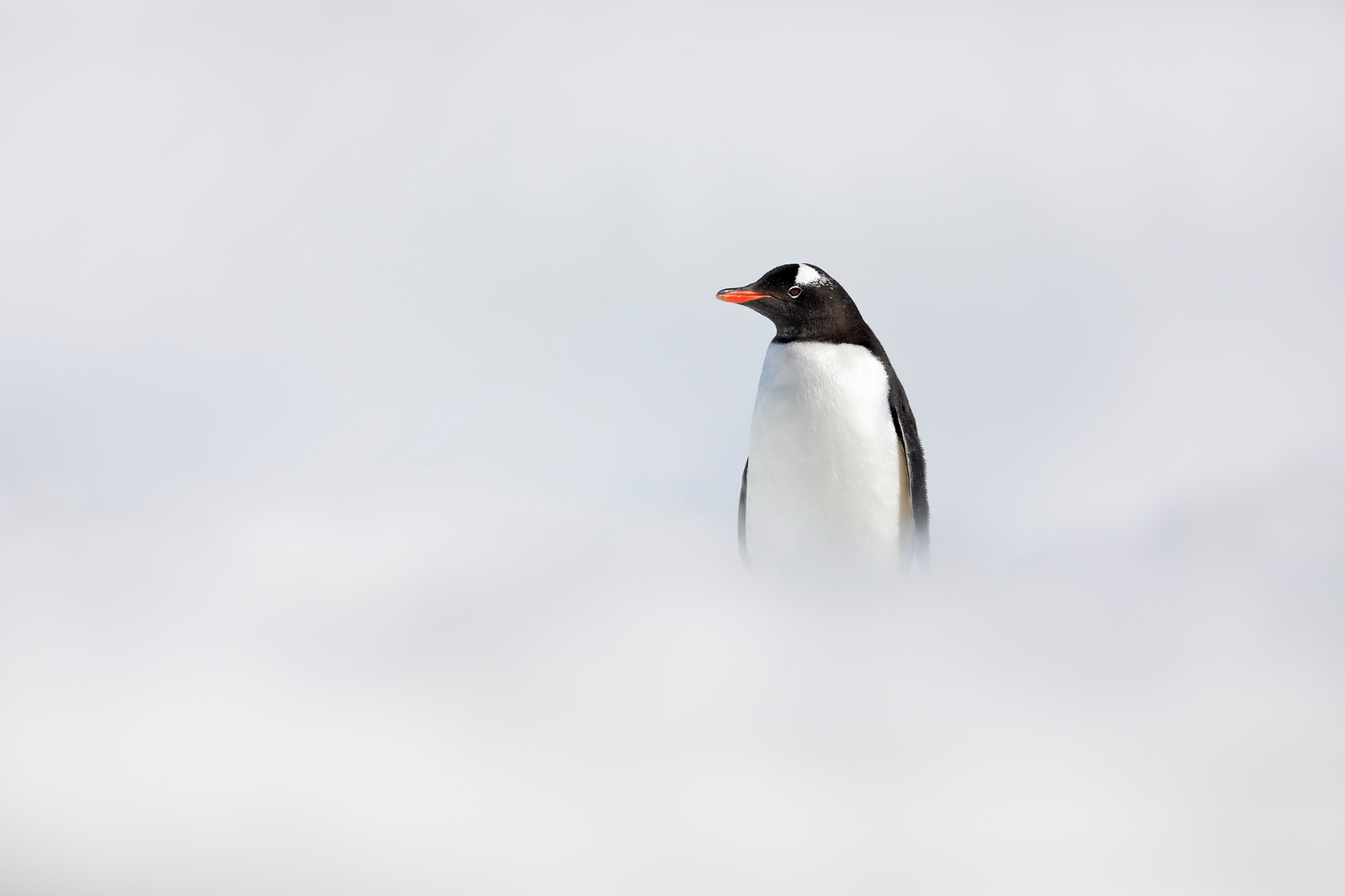 Penguin in drifting snow, Antarctica
